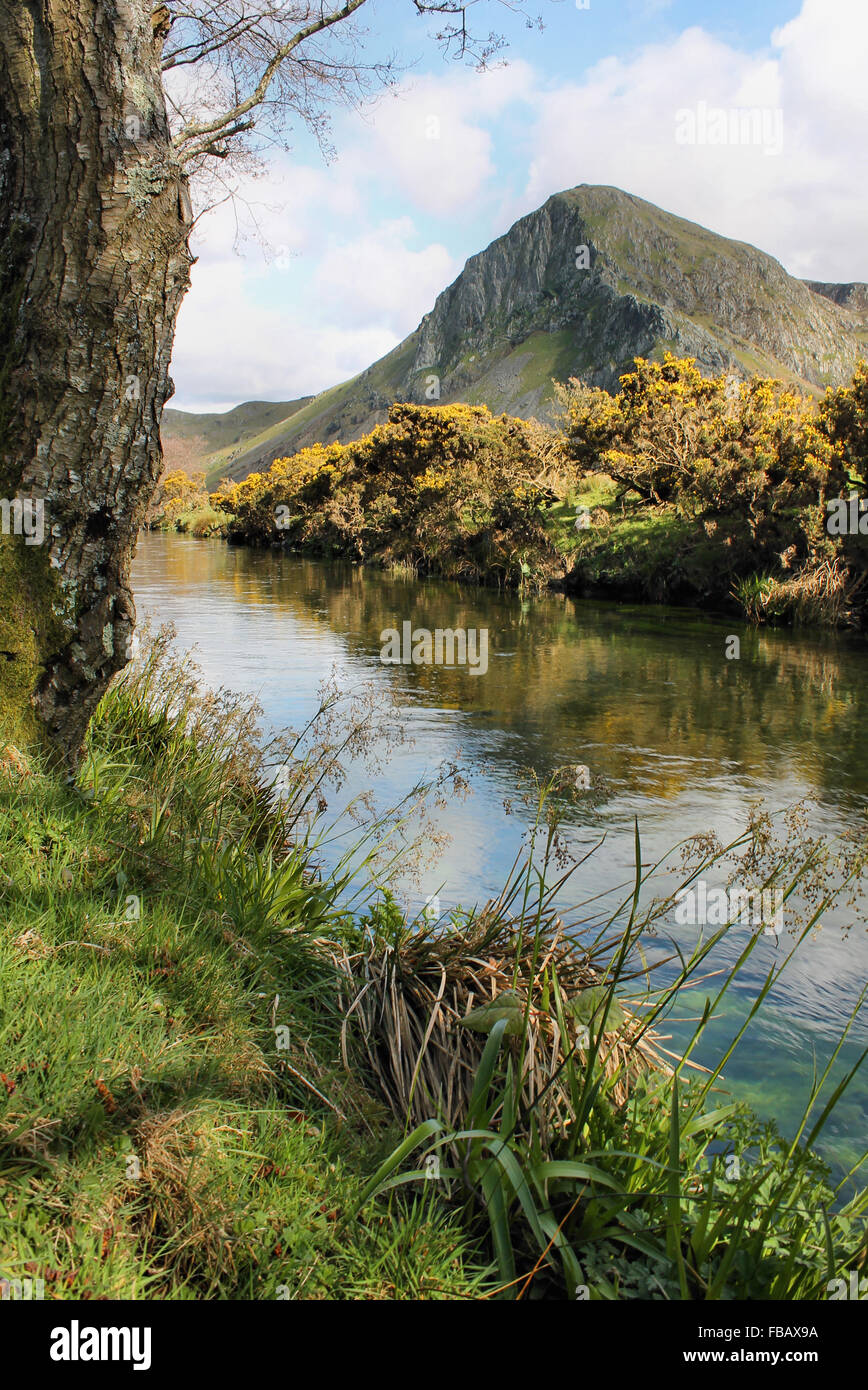 Craig Yr Aderyn yellow gorse and the river Dysynni in the Dysynni Valley near Llanegryn and
