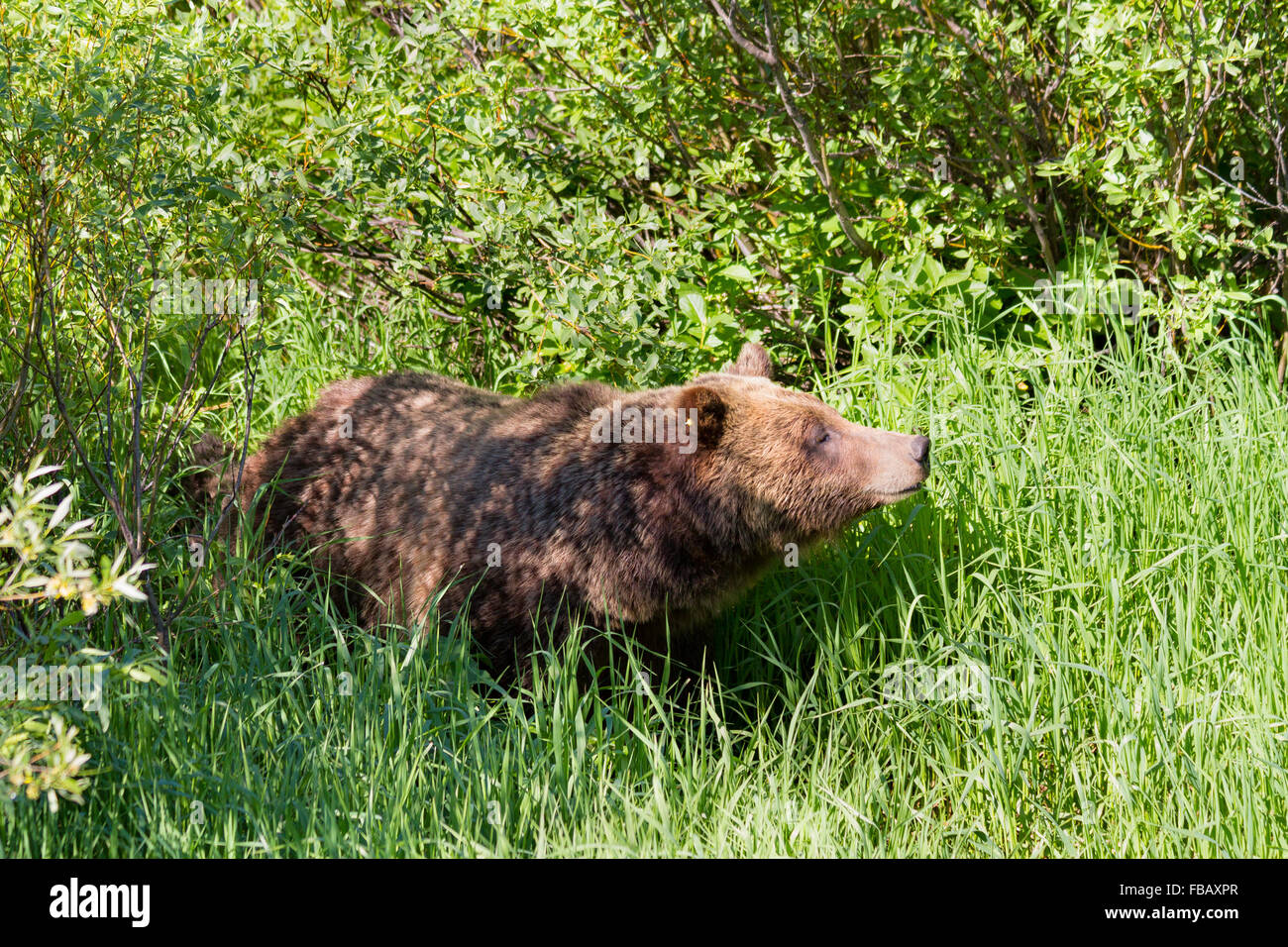 Grizzly Bear #610 smells the air at a small clearing of willow trees in Willow Flats of Grand Teton National Park, Wyoming. Stock Photo