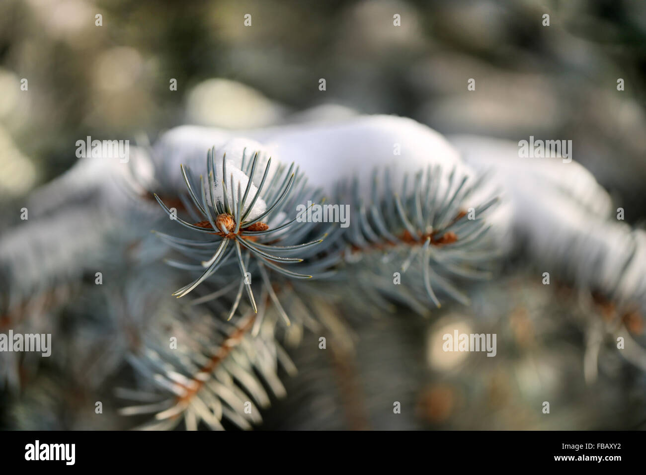 Beautiful needles of spruce tree photographed in the snow closeup Stock Photo