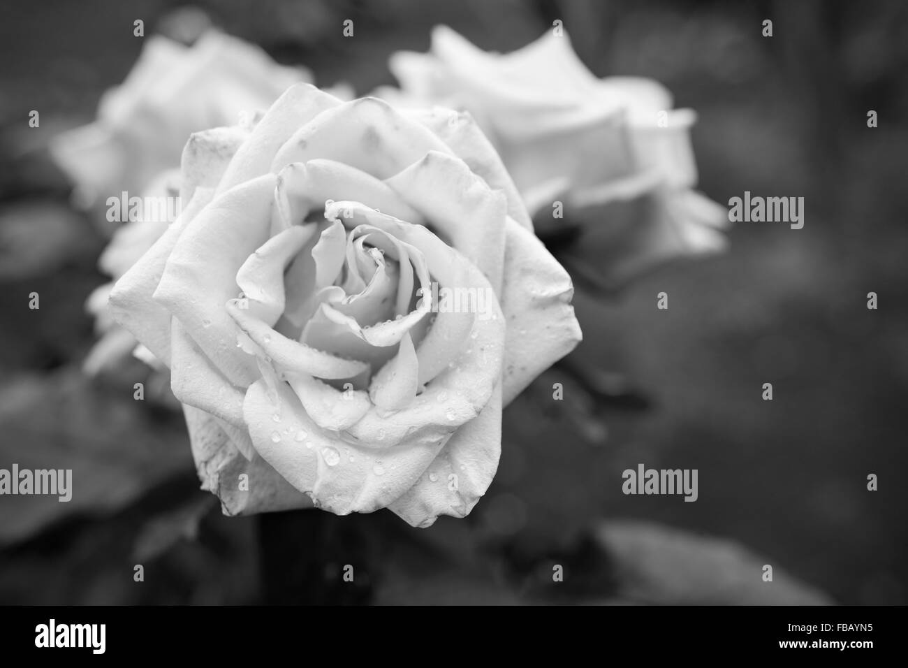 Black and white rose flower Stock Photo Alamy