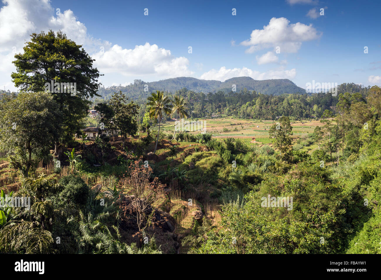 green landscape and tea plantation at Ella, Badulla District, Uva Province, Southern Highlands, Sri Lanka, Asia Stock Photo