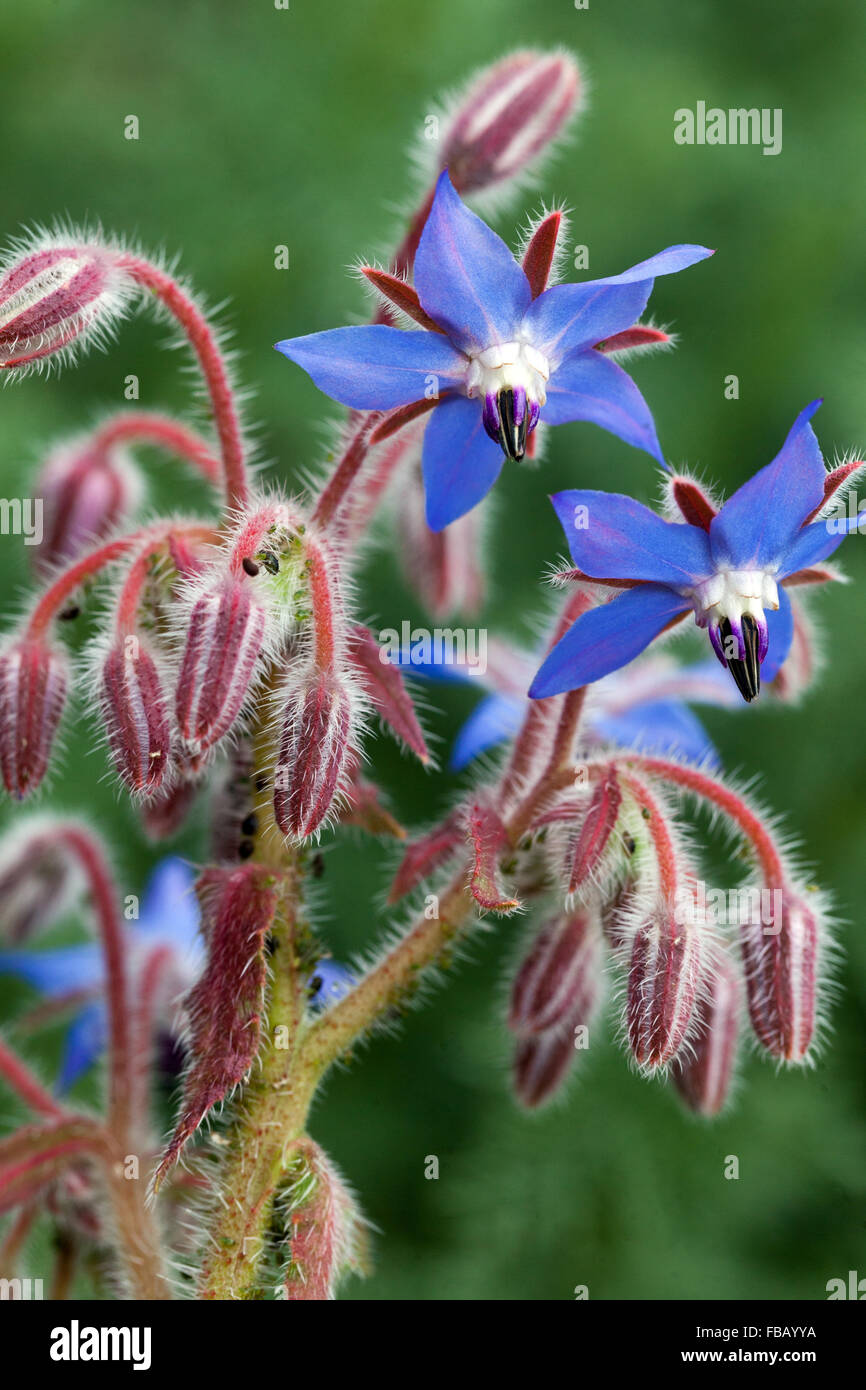 Borage, Borago officinalis flowering Stock Photo