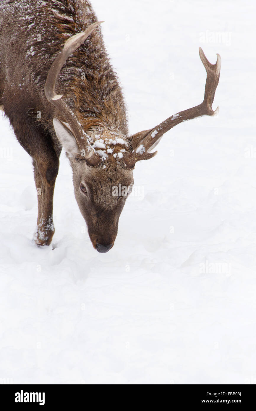 close up of reindeer's head walking on the snow Stock Photo