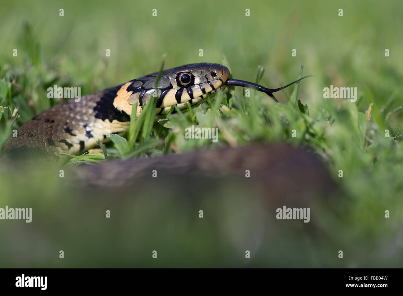 Grass Snake (Natrix Natrix) Stock Photo