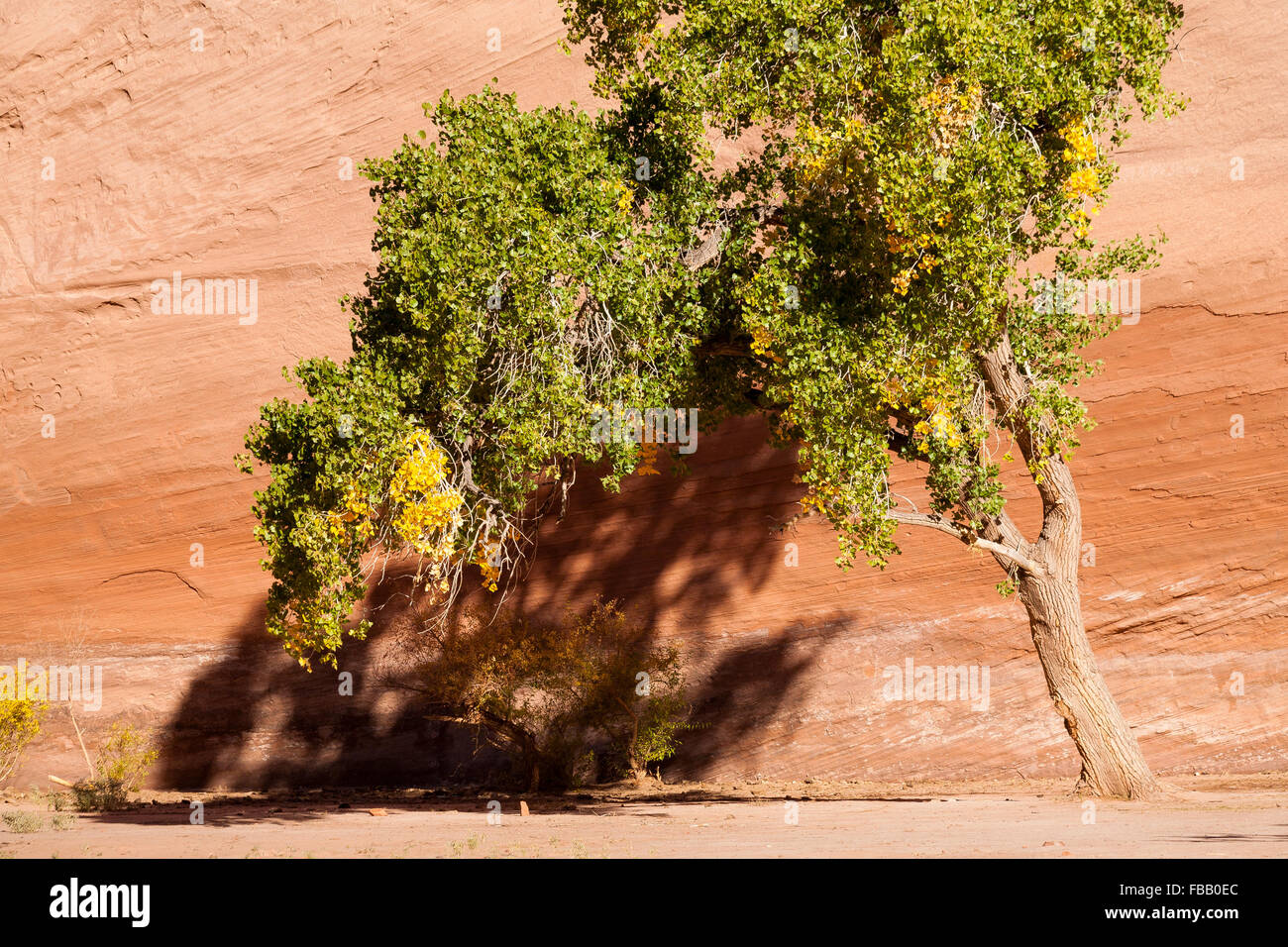 Cottonwood trees begin to change for the fall season in Canyon de Chelly National Monument, Arizona. Stock Photo