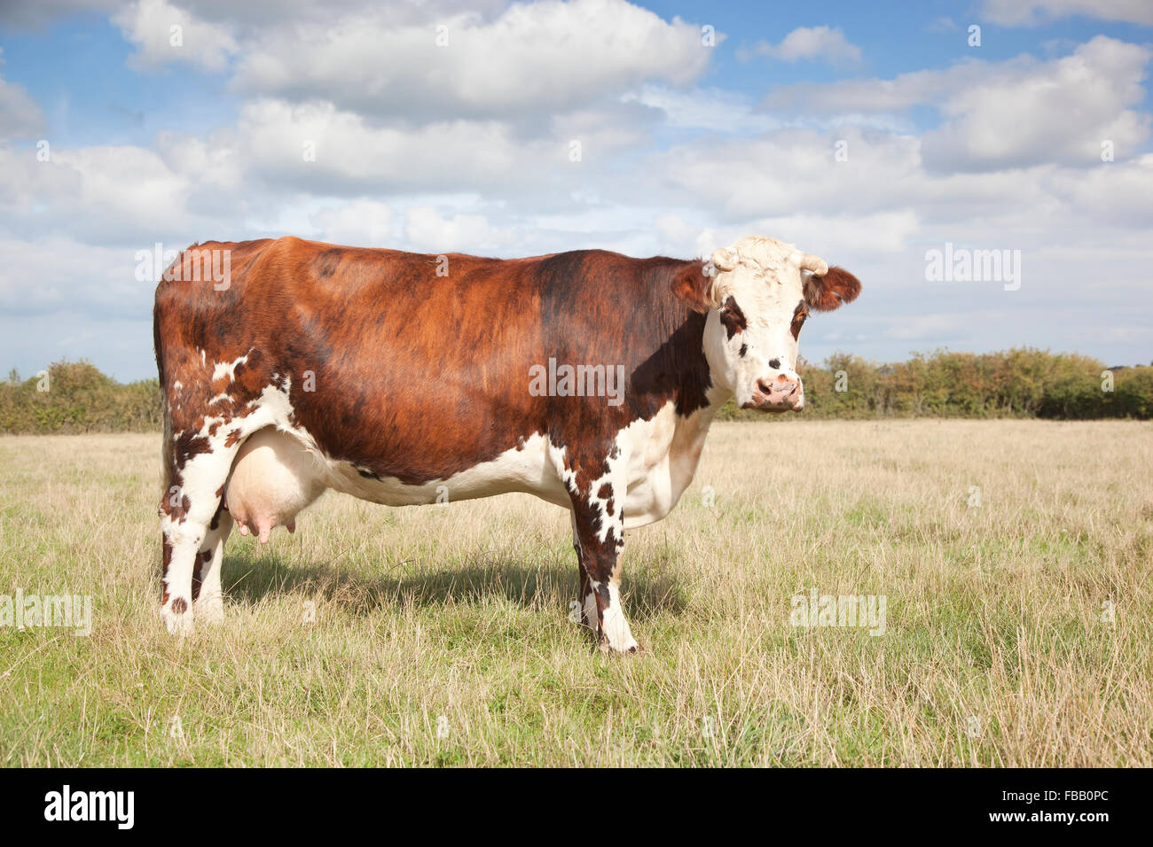 Rare breed Normande cattle on the Somerset Levels Stock Photo