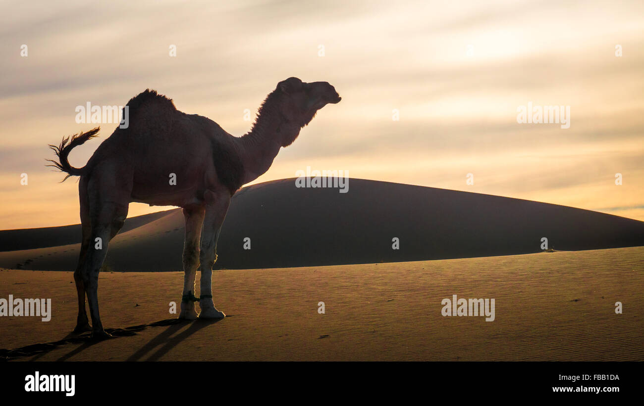 Camel and dunes, Erg Chegaga Morocco Stock Photo