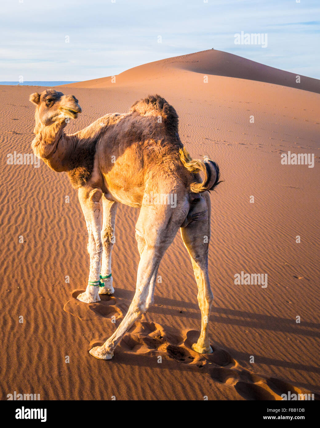 Fiesty camel, Erg Chegaga Morocco Stock Photo