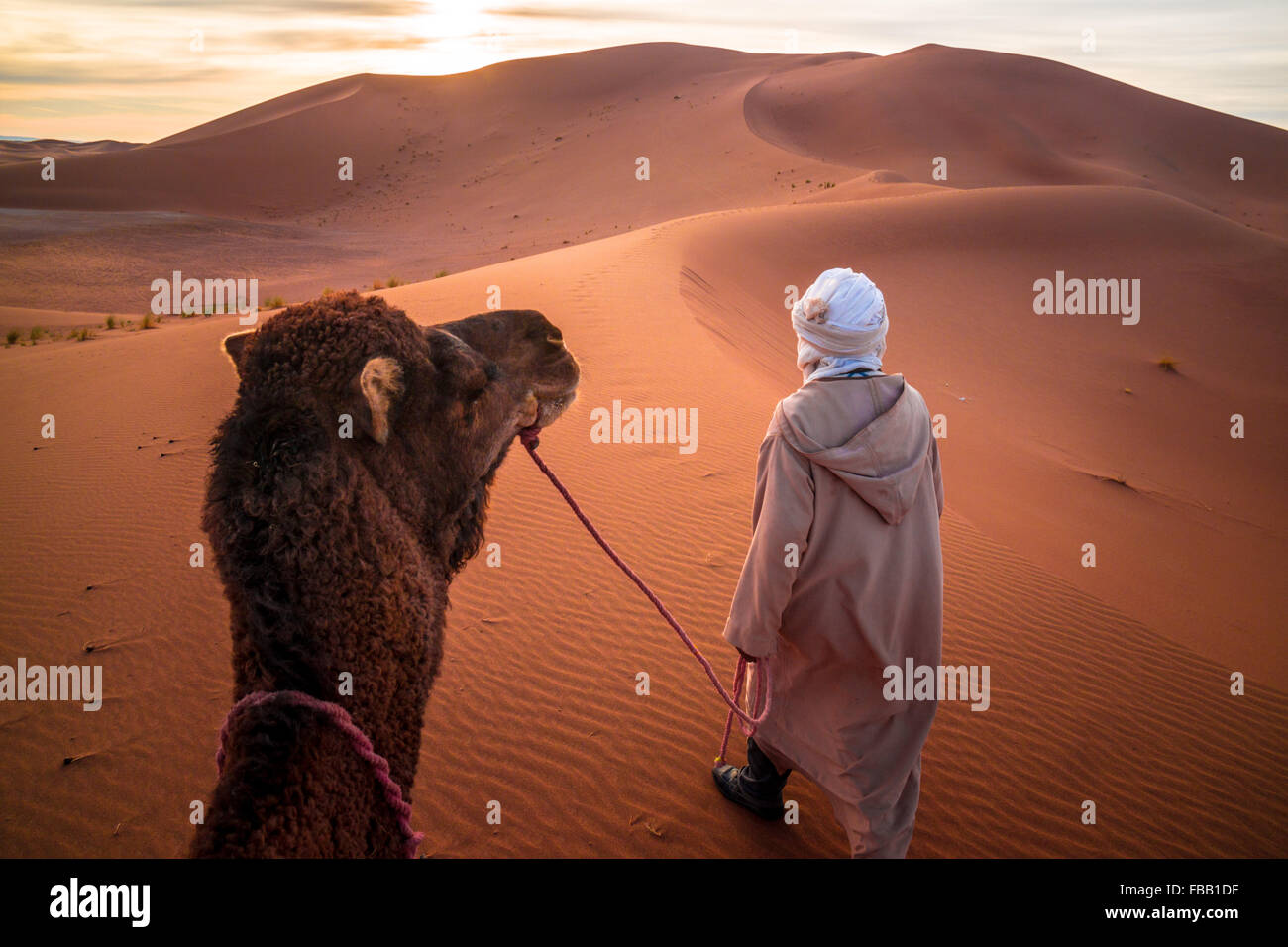 Man leading camel, Erg Chegaga Morocco Stock Photo