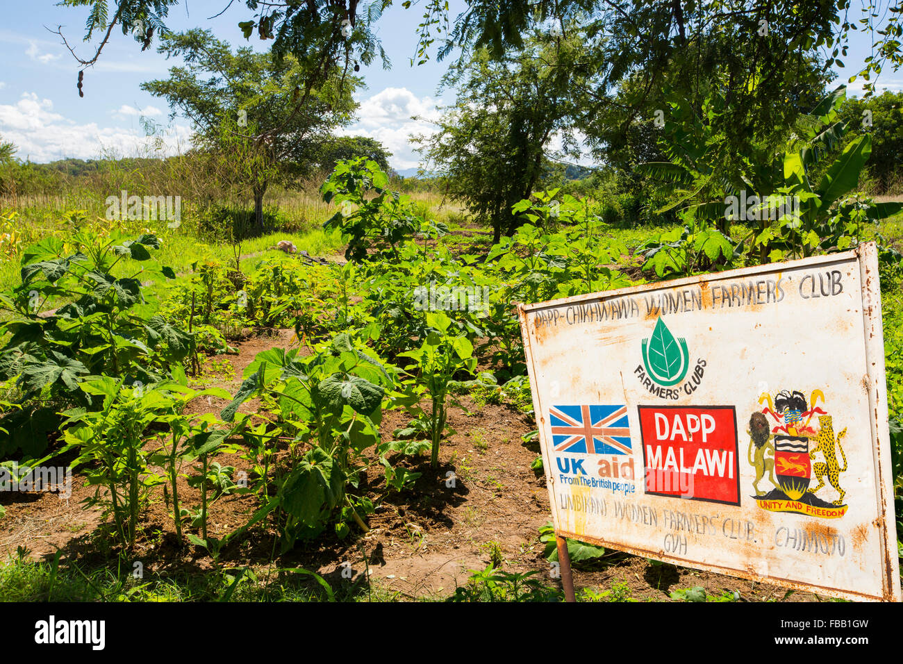 The organic garden at the Moet school in Mangochi, Malawi. Moet, standards for Mangochi Orphans Educational Training. The school runs on permaculture lines, showing pupils how to growm food on organic natural principles, that have minimum impact on the environment. Stock Photo