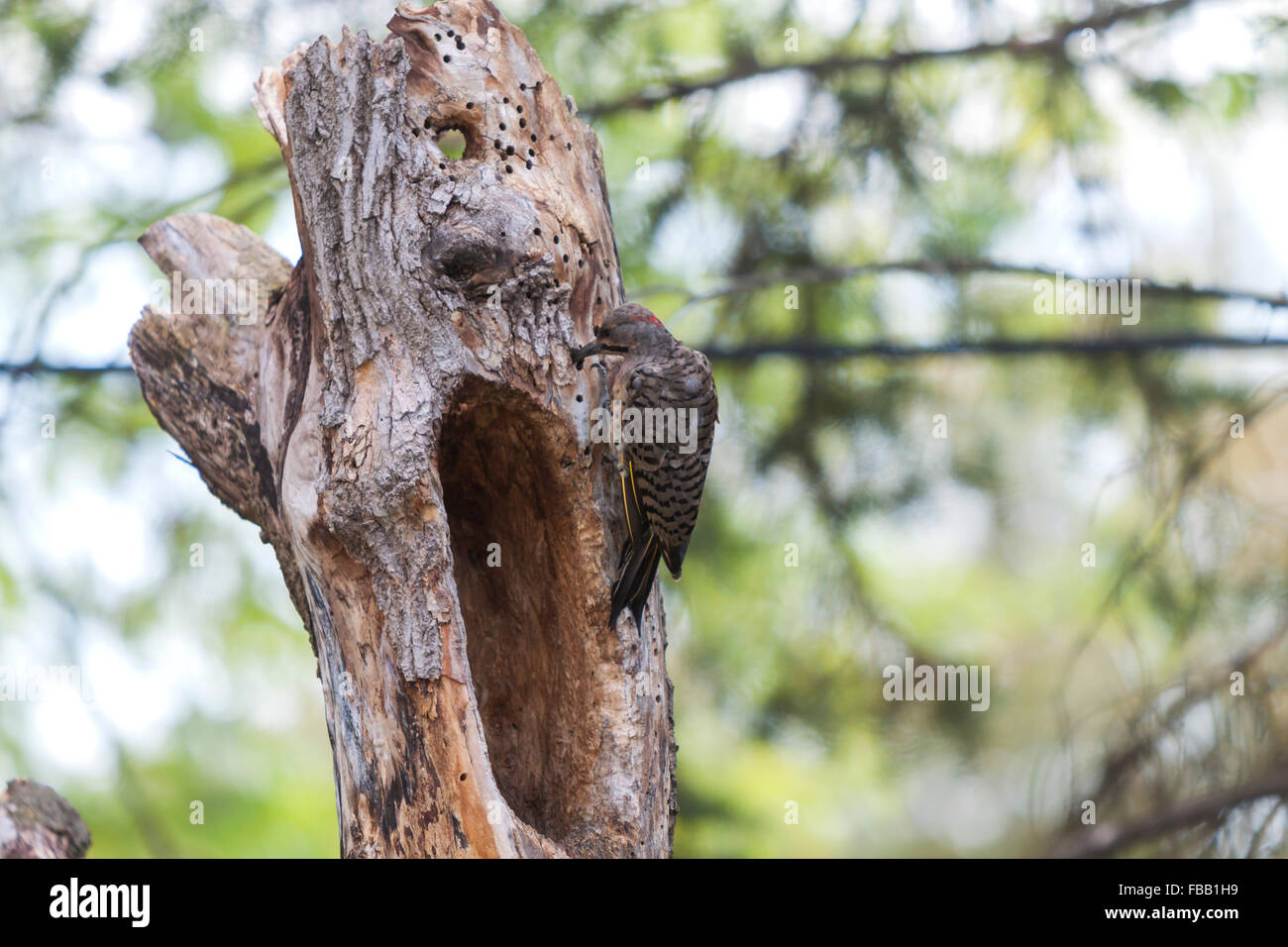 Northern Flicker (Colaptes auratus) Stock Photo