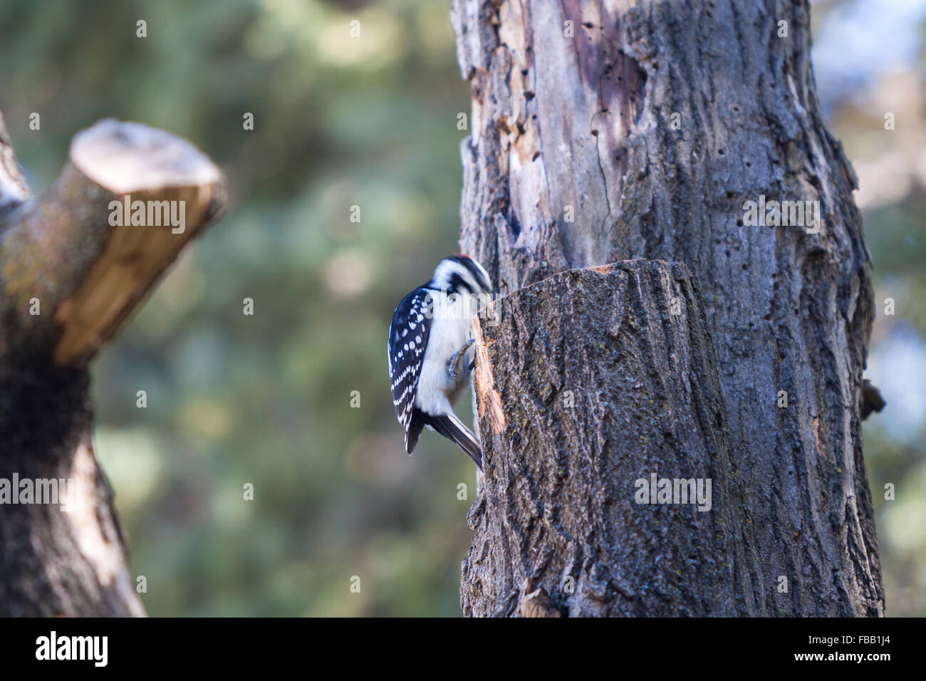 Male Downy Woodpecker, Dryobates pubescens Stock Photo