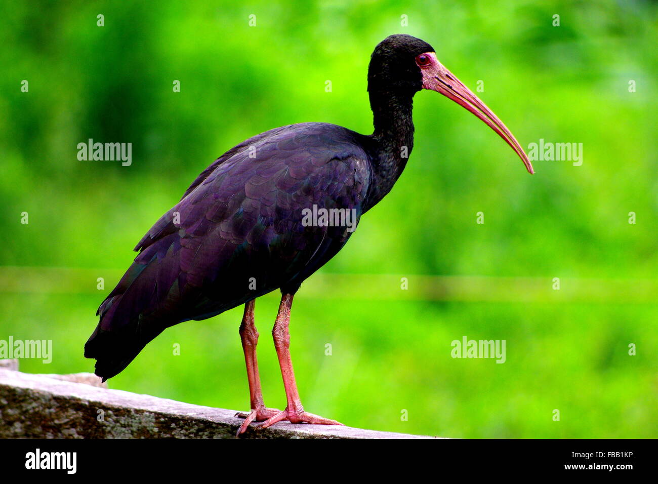 black ibis of colombia Stock Photo Alamy
