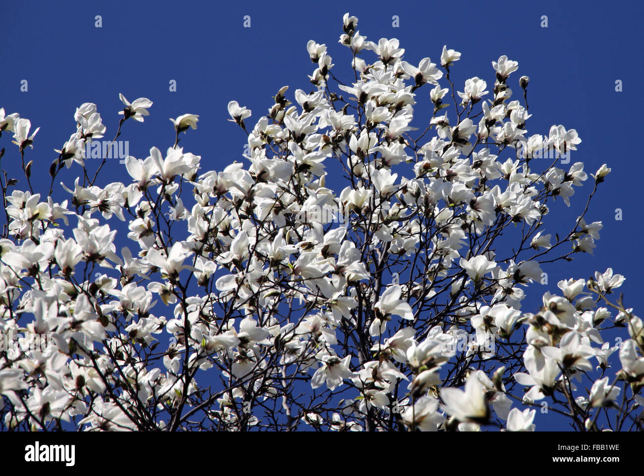 White magnolia flowers in spring garden Stock Photo - Alamy