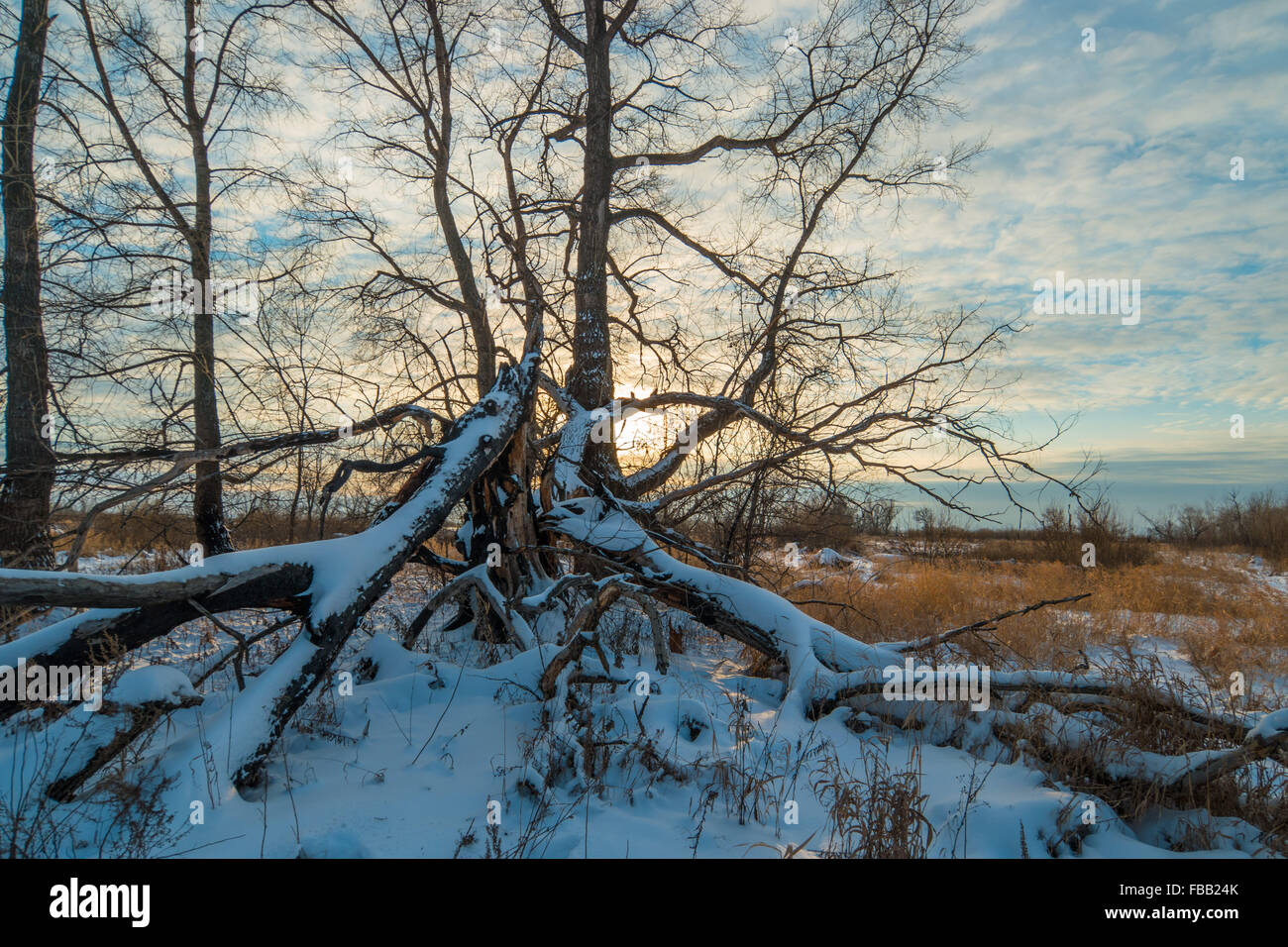 Frozen lake forest hi-res stock photography and images - Alamy