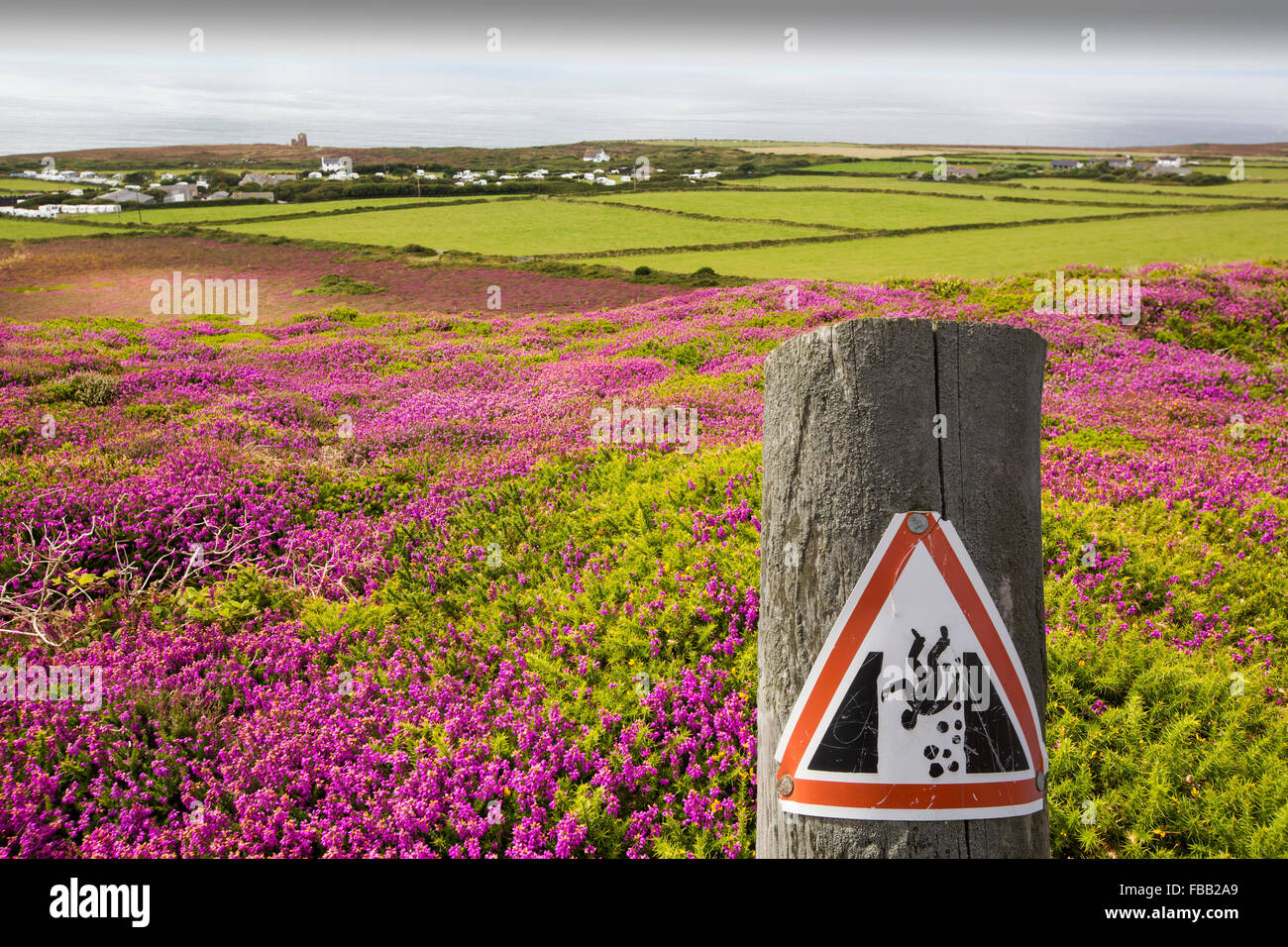 Bell Heather, Erica cinerea and Common Heather, Calluna vulgaris flowering on St Agnes Beacon, Cornwall, UK. Stock Photo