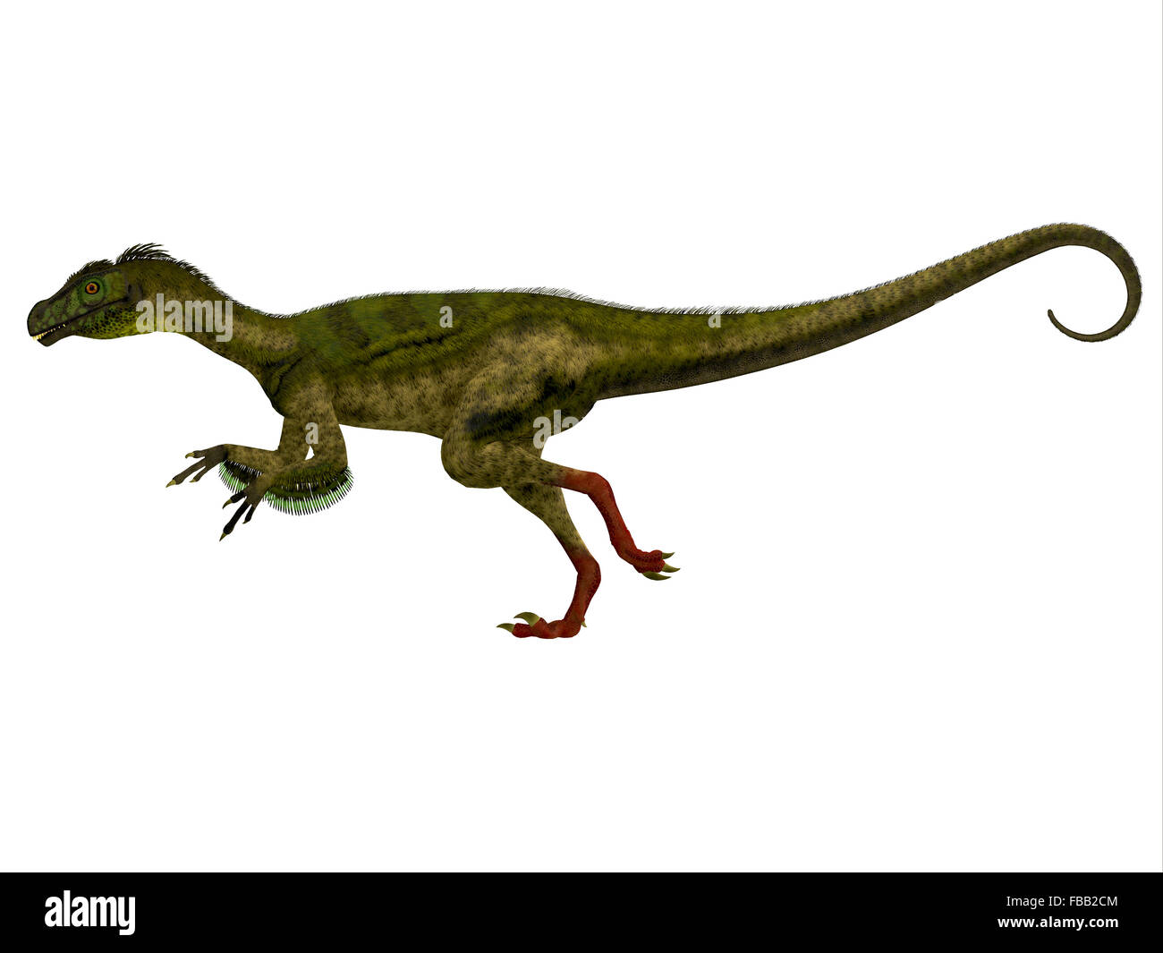 Ornitholestes was a small carnivorous dinosaur that lived in the