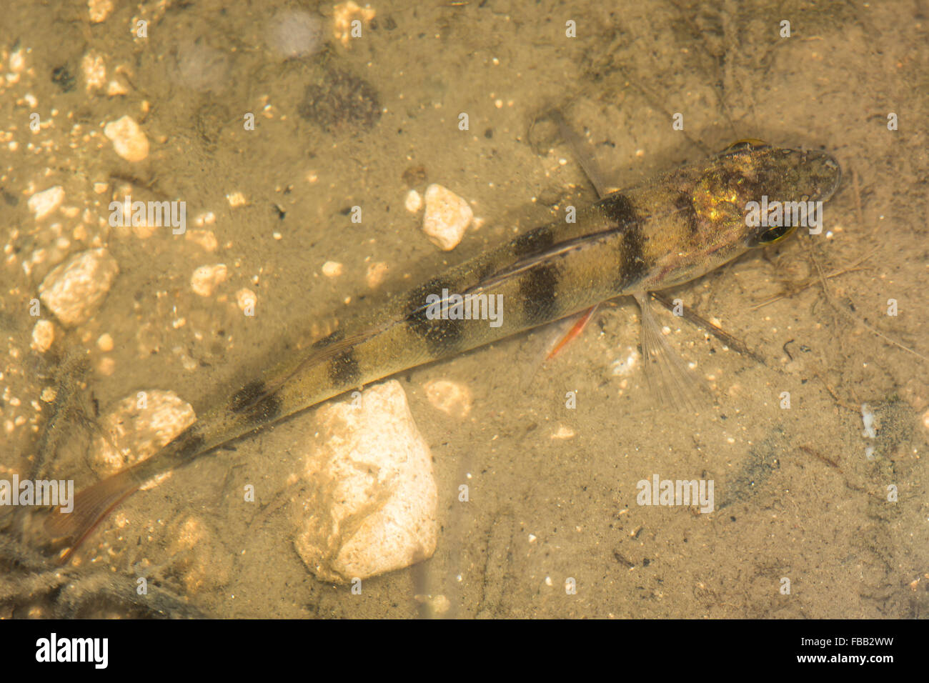 Perch (Perca fluviatilis) in underwater environment from above. A common freshwater fish seen from above, showing bars Stock Photo