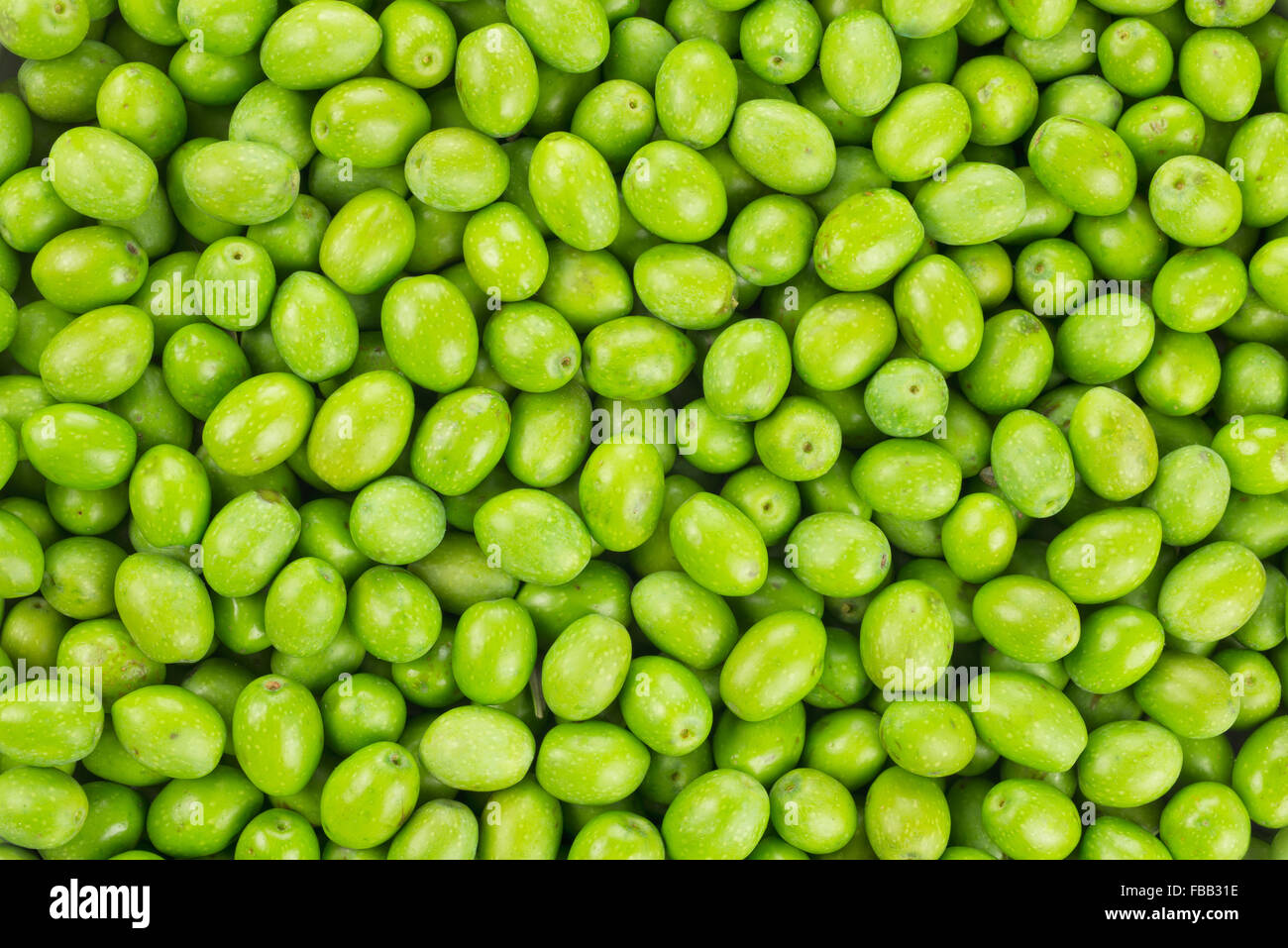 Fresh Harvested Green Olive for olive oil production pattern texture. Raw fruit for olive oil. Tuscany, Italy. Stock Photo