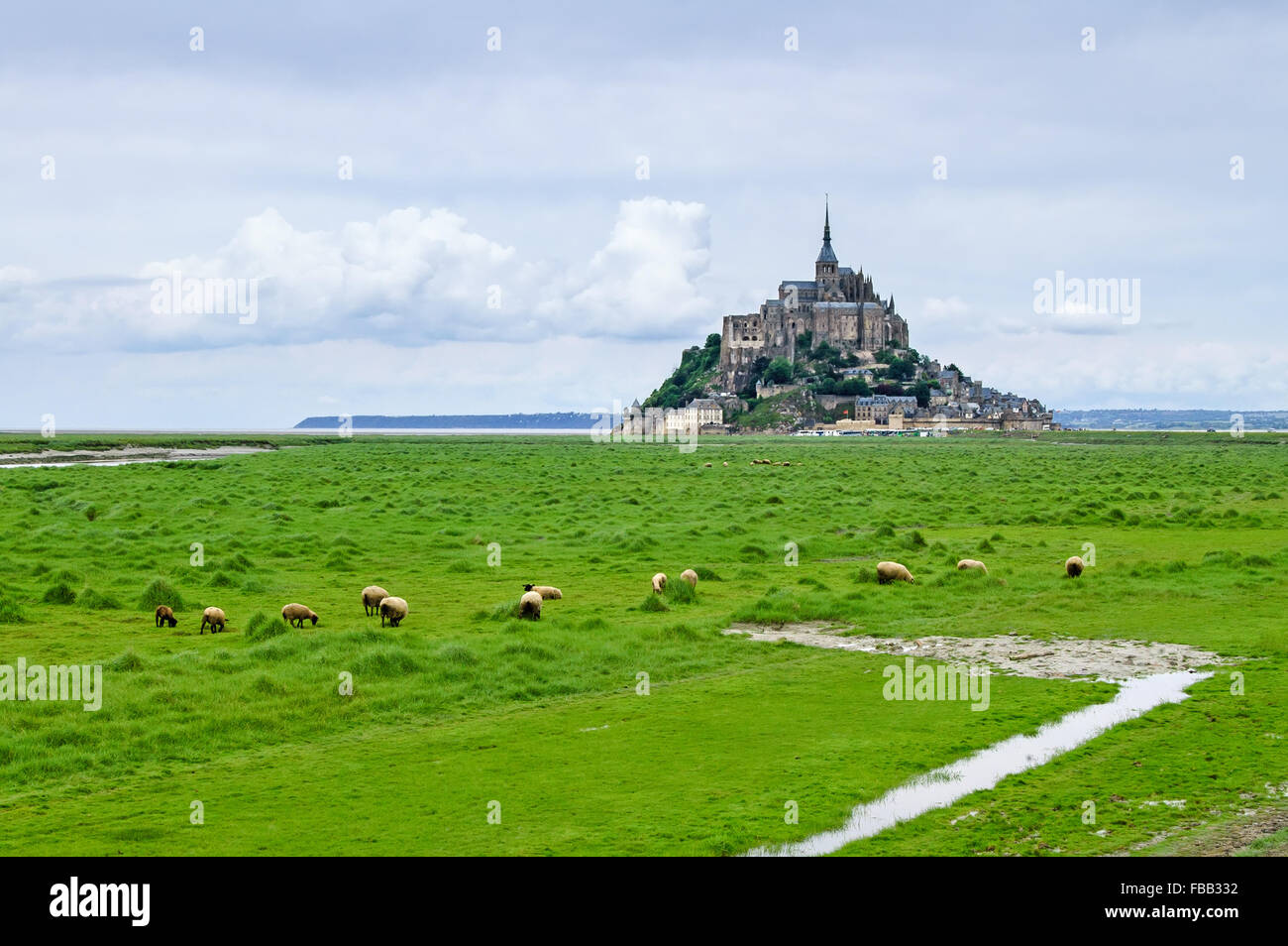 Sheeps grazing near Mont Saint Michel landmark. Normandy, France, Europe. Stock Photo