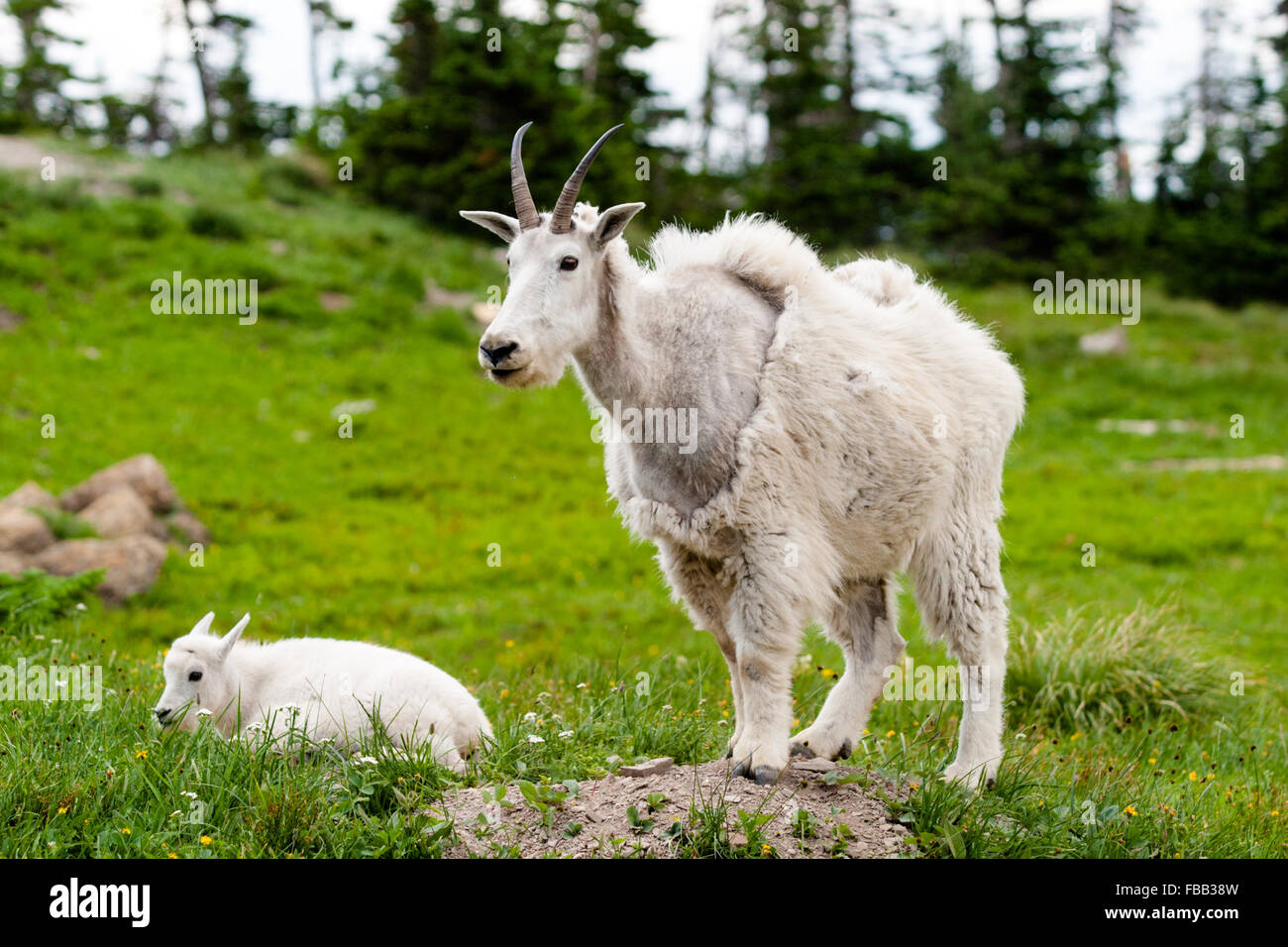 Mountain goat with kid Stock Photo - Alamy