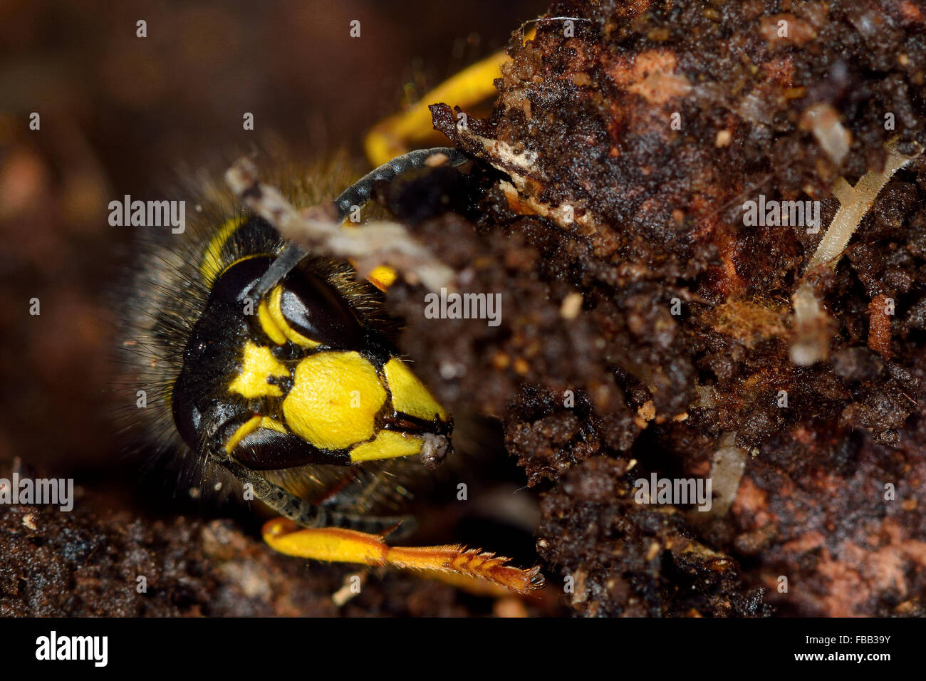 Tree wasp (Dolichovespula sylvestris) queen. A wasp in the family Vespidae seen head-on, showing identifying facial features Stock Photo