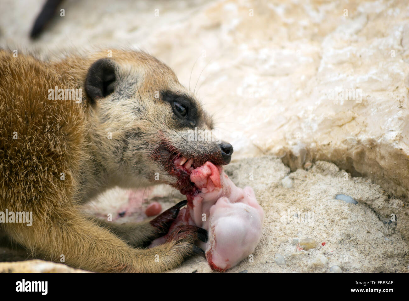 Meerkat (Suricata suricatta) eating a baby bunny Stock Photo