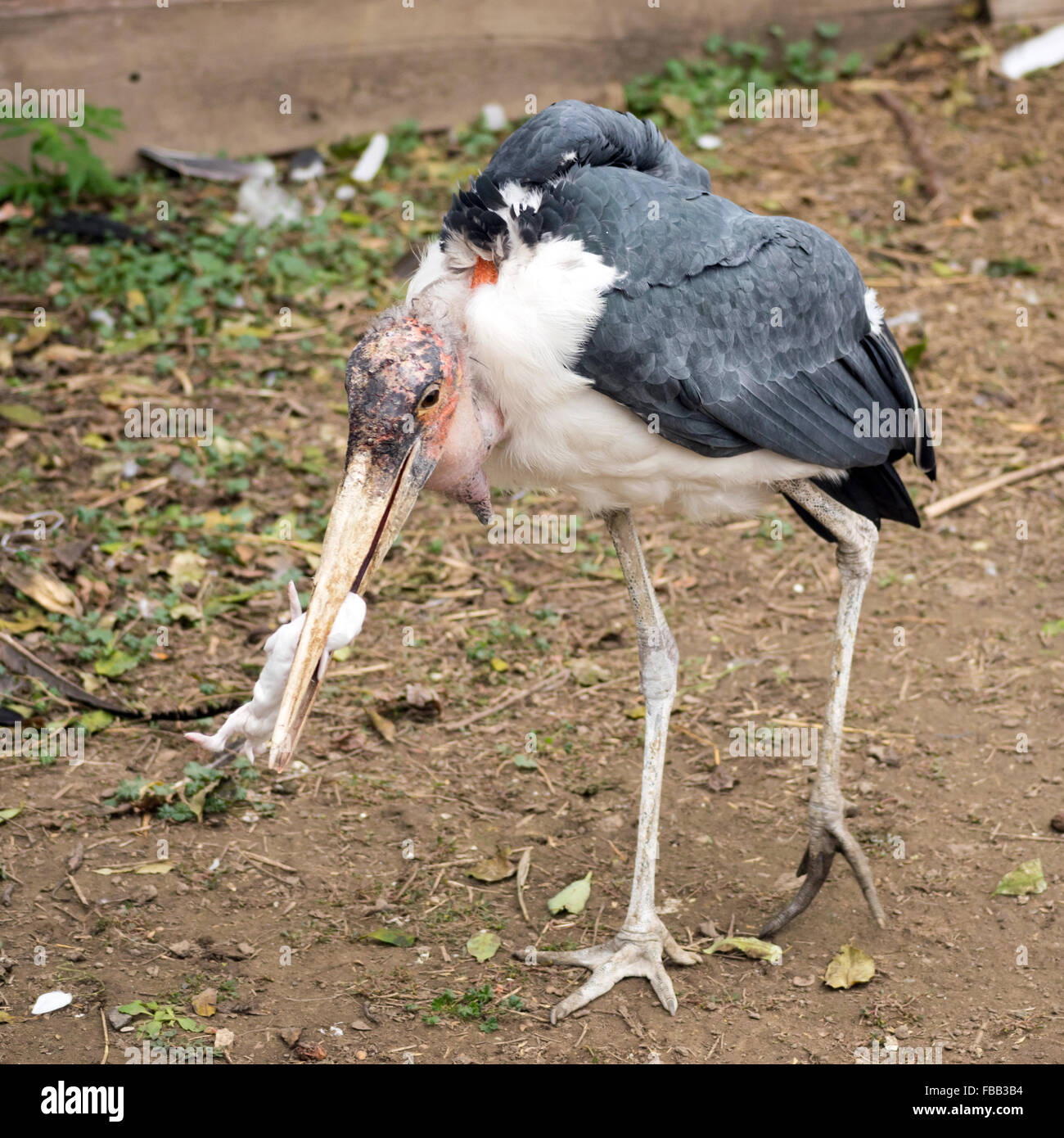Marabou stork (Leptoptilos crumenifer) eating a baby bunny Stock Photo