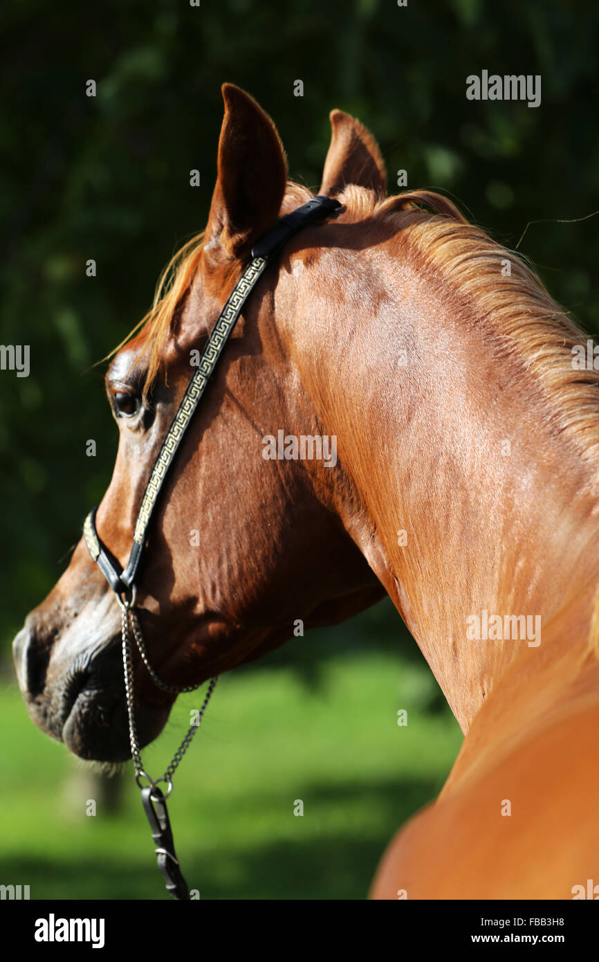 Close-up of an arabian horse in the corral from behind Stock Photo - Alamy