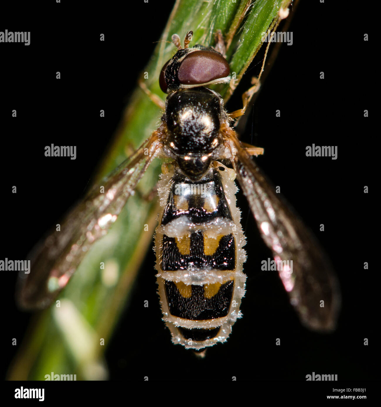 Hoverfly infected with Entomophthora muscae. A hoverfly has become a food source for a fungus Stock Photo