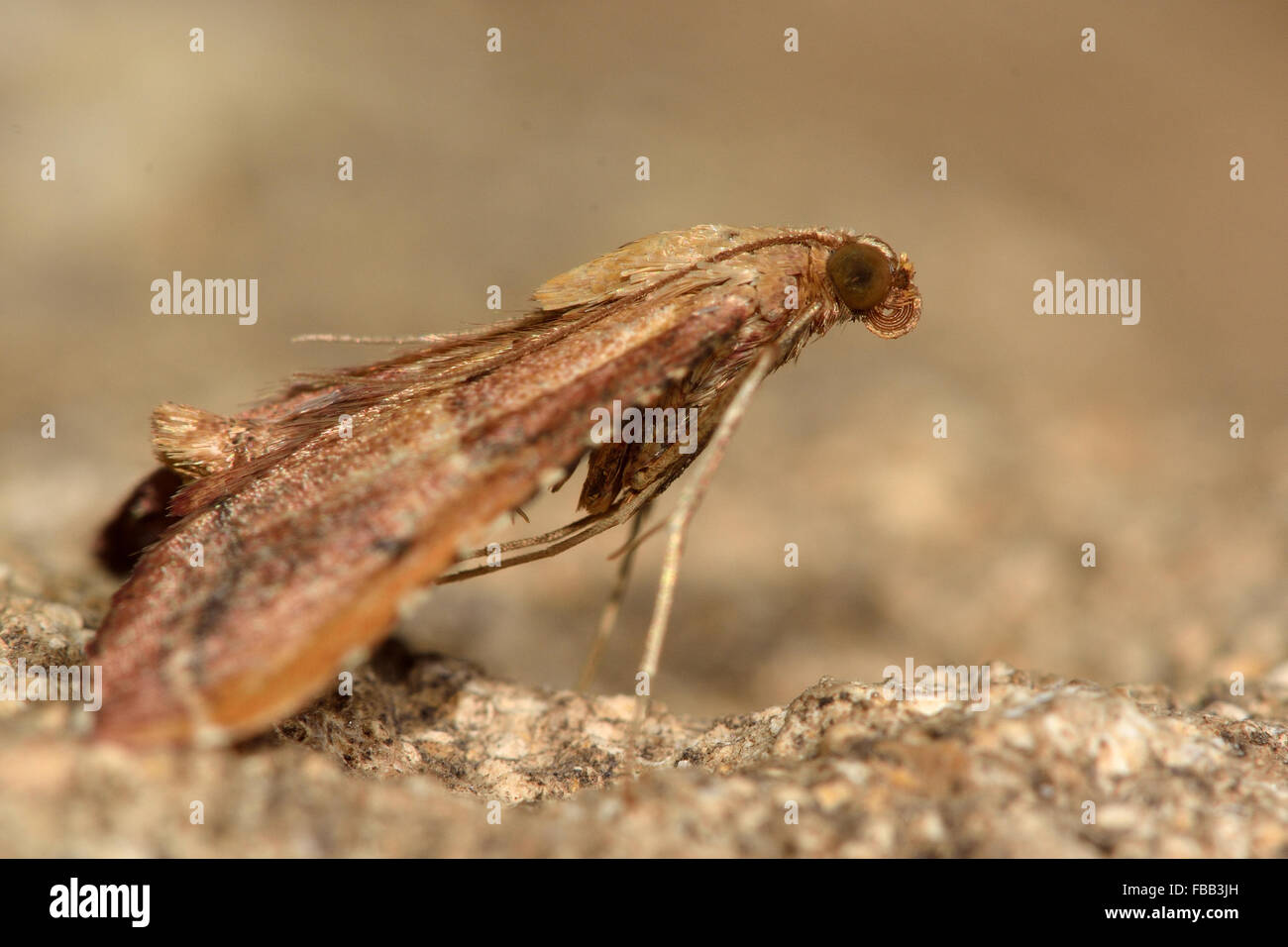 Endotricha flammealis moth. A micro moth in the family Pyralidae showing its typical resting position with abdomen raised Stock Photo