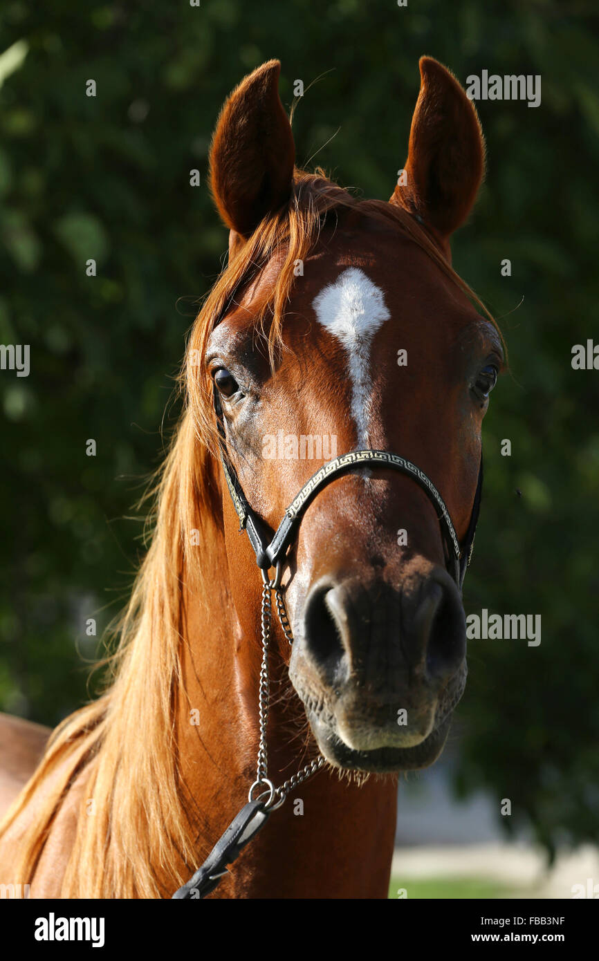 Horse Arabian head pictures forecast to wear for on every day in 2019 Horse Arabian head pictures recommend to wear in autumn in 2019