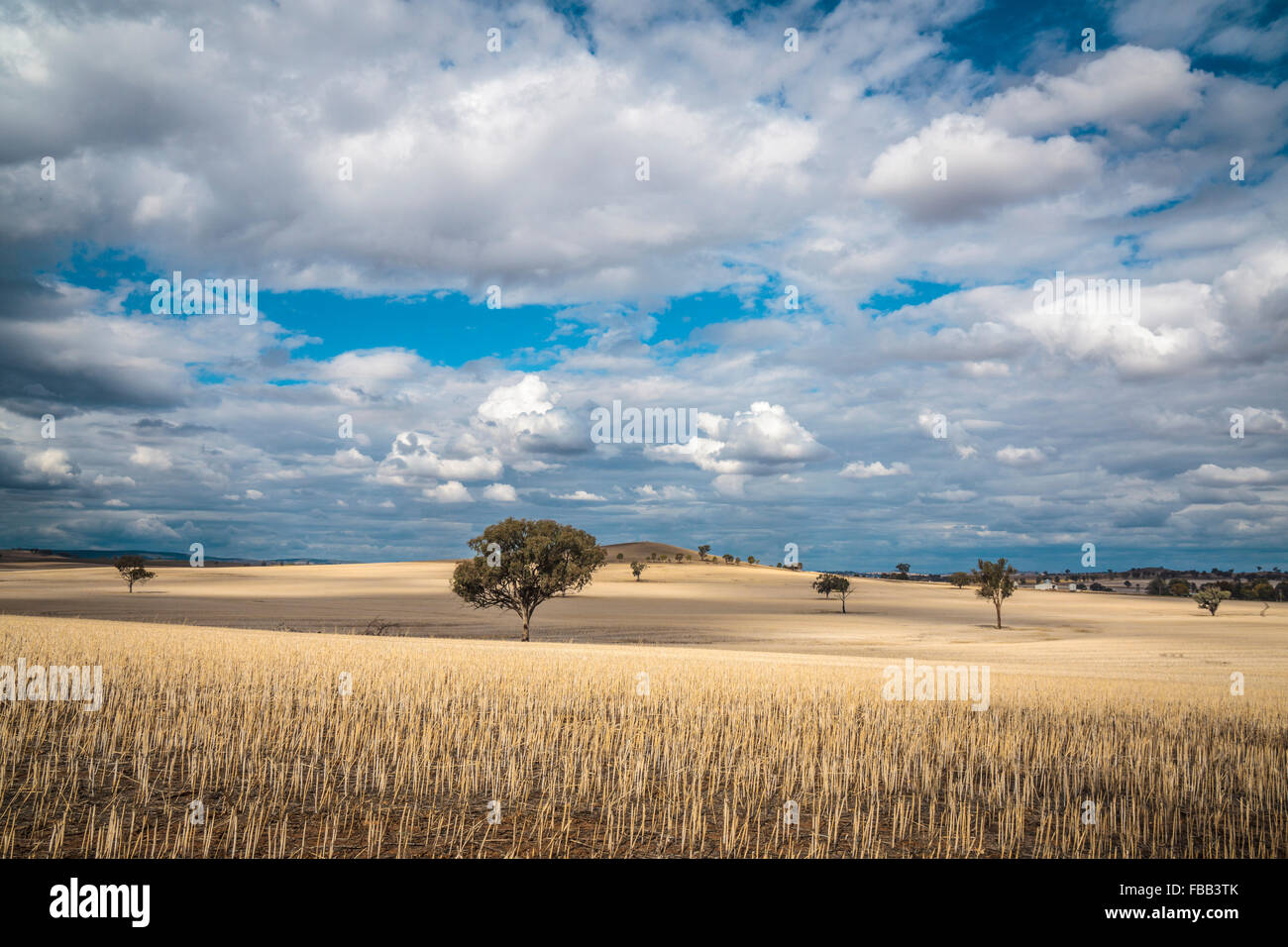 Sunlit field outback New South Wales, Australia Stock Photo