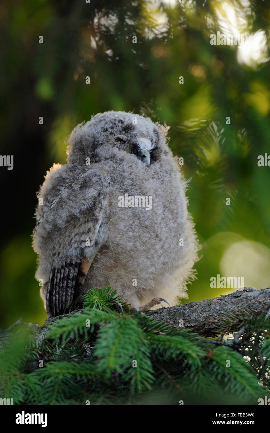 Cute fledgling of Long-eared Owl / Waldohreule ( Asio otus ) sits high up in a tree like a little Buddha, looks funny. Stock Photo