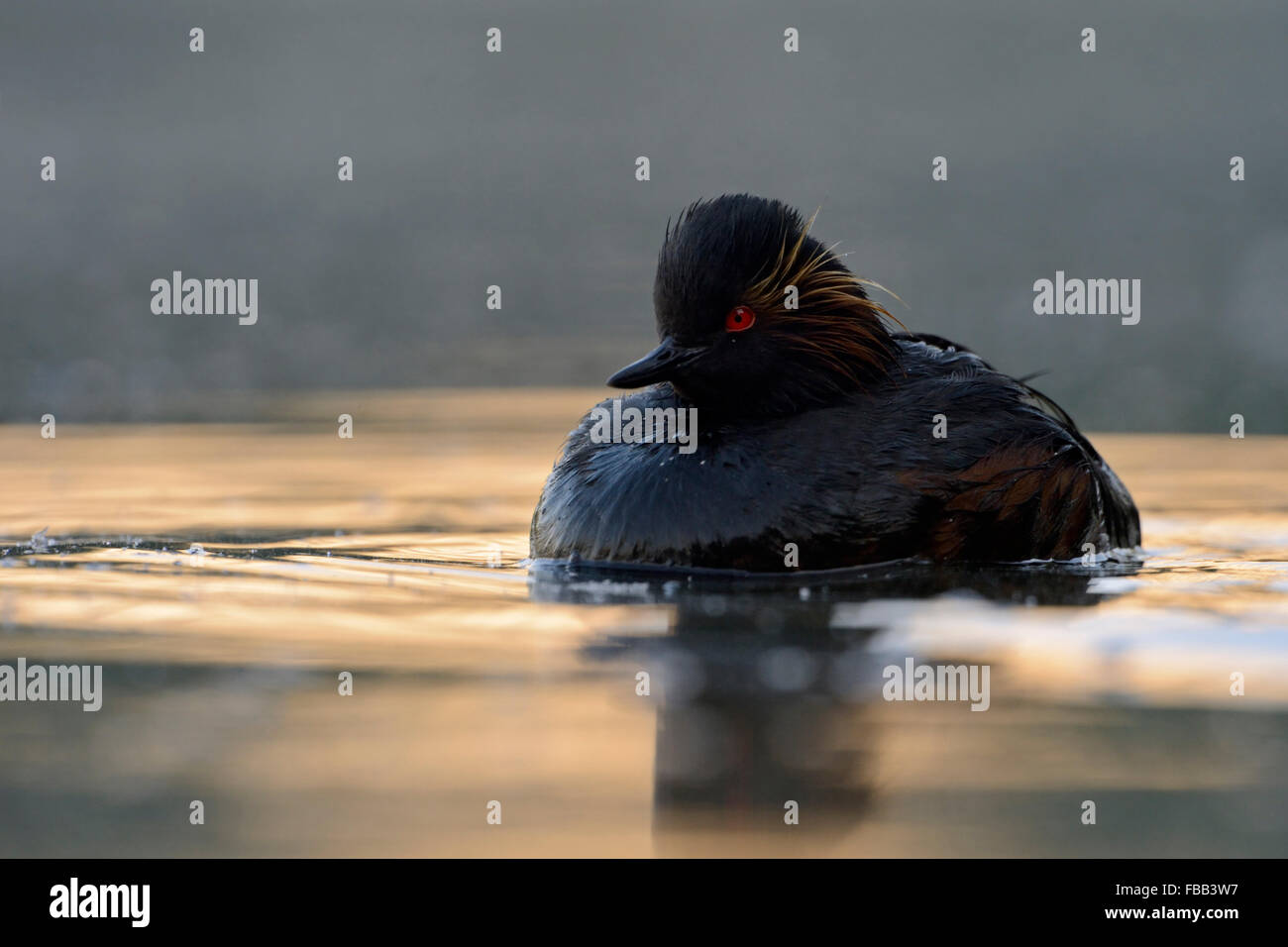 Relaxed Black-necked Grebe / Eared Grebe ( Podiceps nigricollis ) swims pretty close, frontal view, in first light. Stock Photo