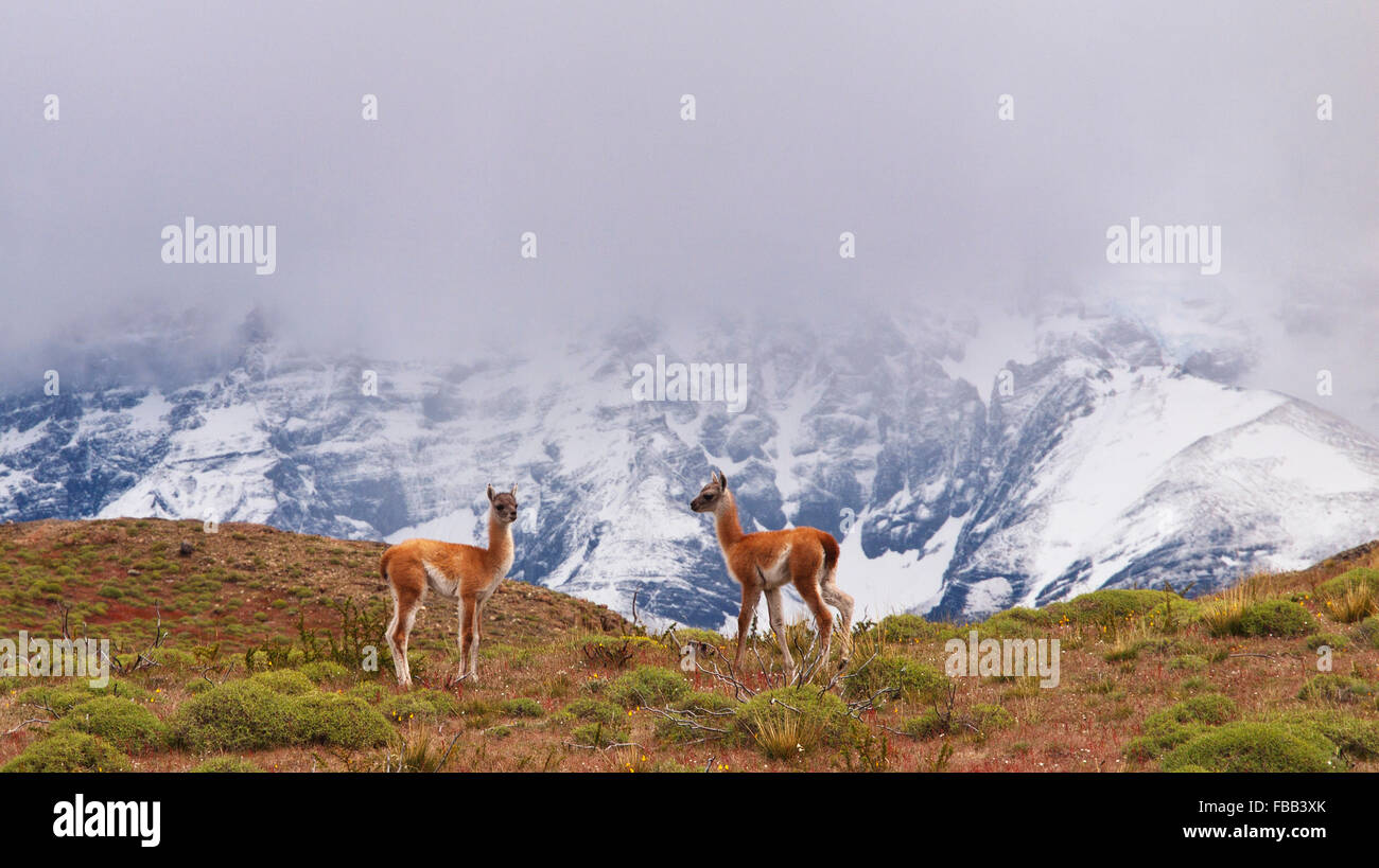 Baby guanaco, Torres Del Paine National Park, Patagonia Stock Photo