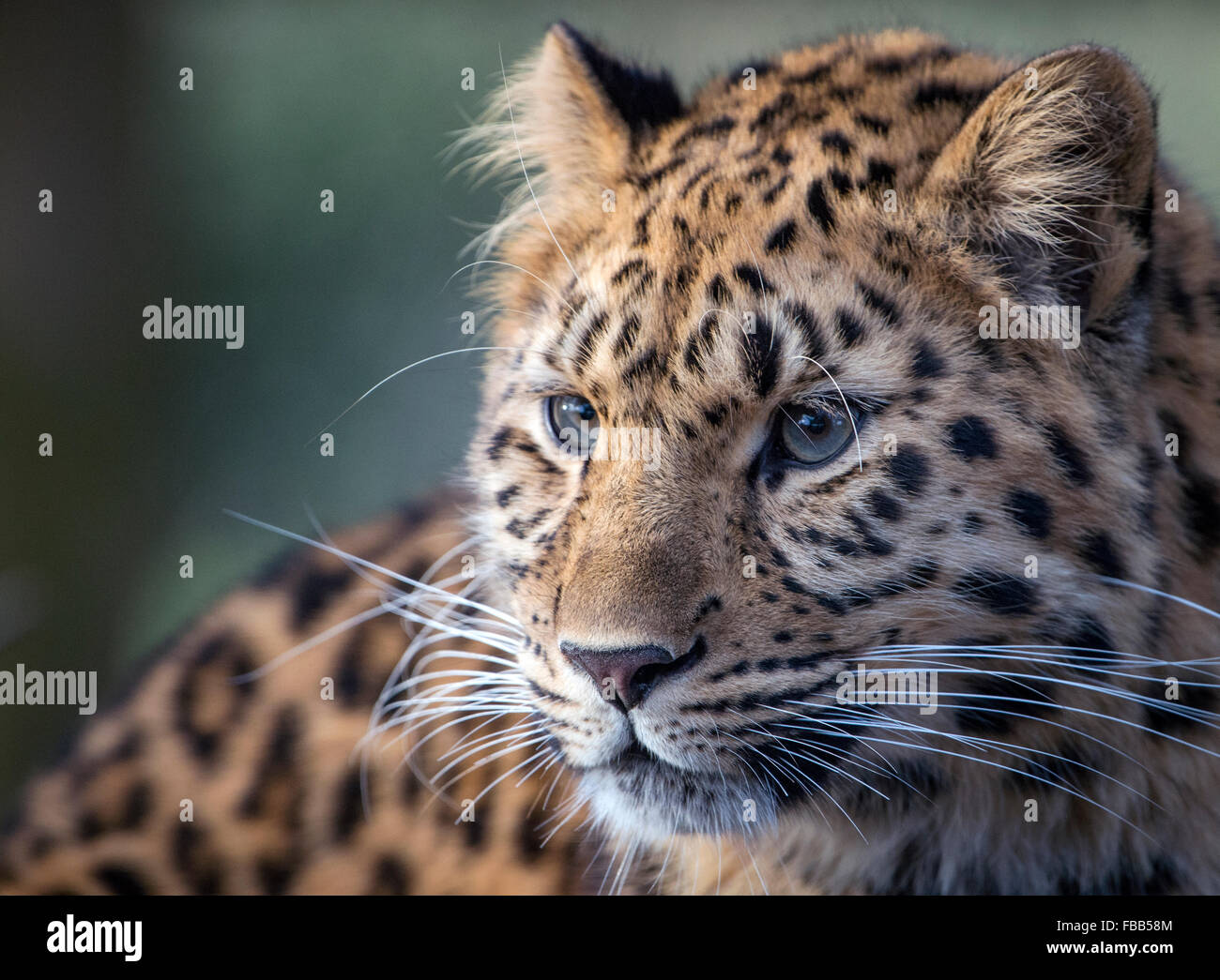 Female Amur leopard (head shot Stock Photo - Alamy