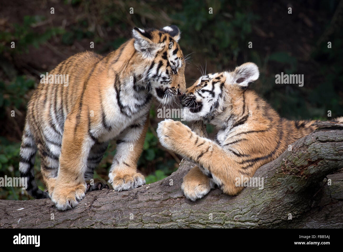 Male Amur tiger cubs in a tree Stock Photo