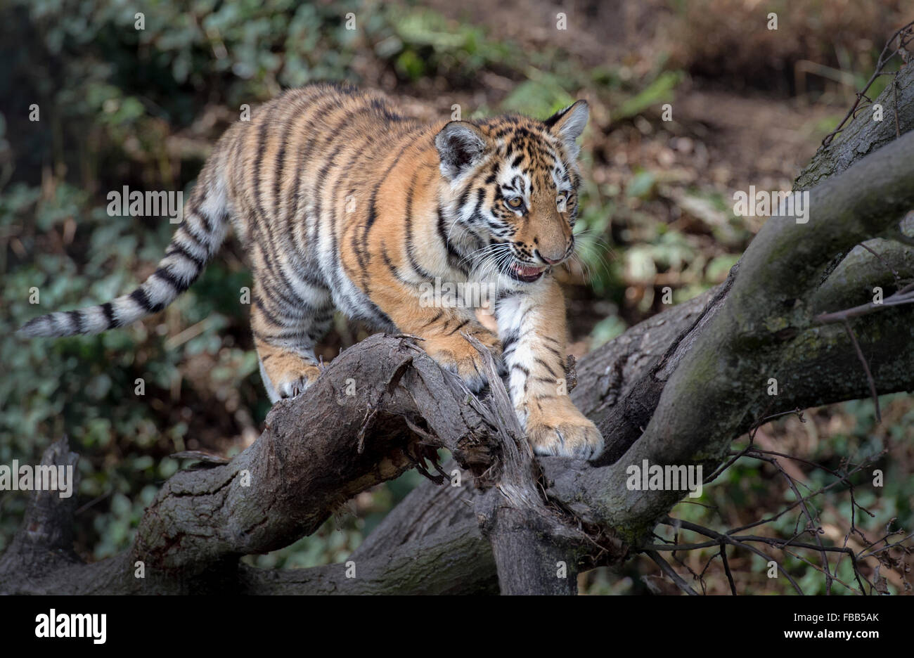 Male Amur tiger cub climbing in a tree Stock Photo