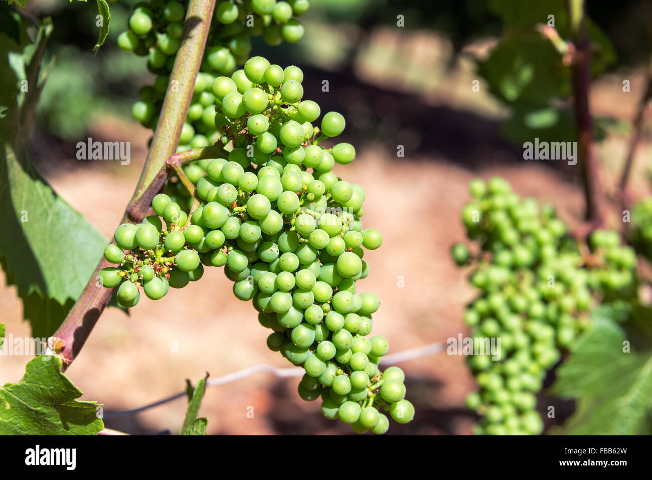 Closeup of Pinot Noir grapes near Dundee, Oregon Stock Photo