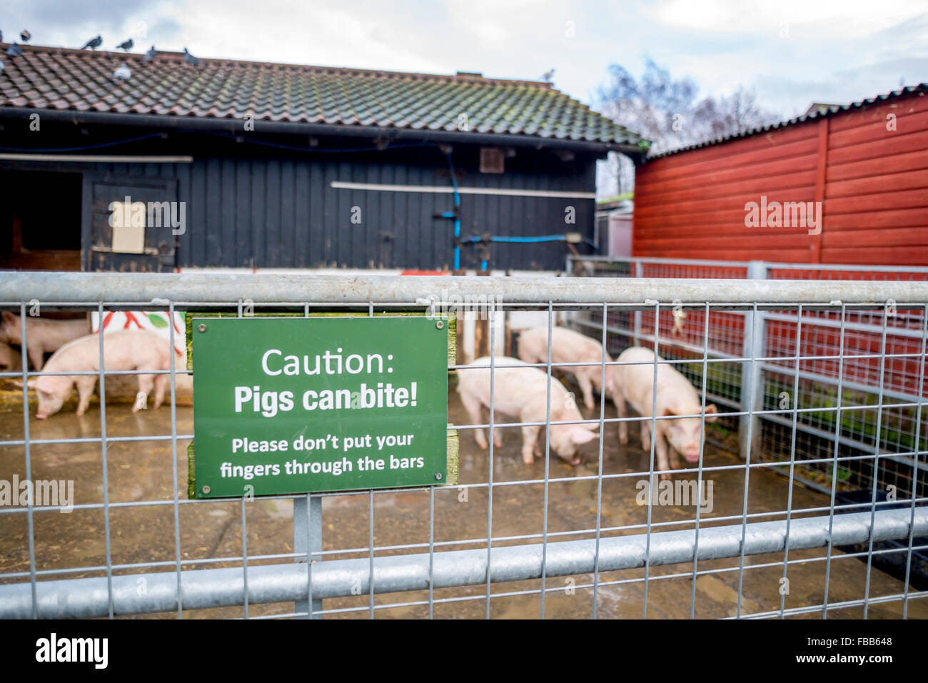 Caution : Pigs can bite. Stock Photo