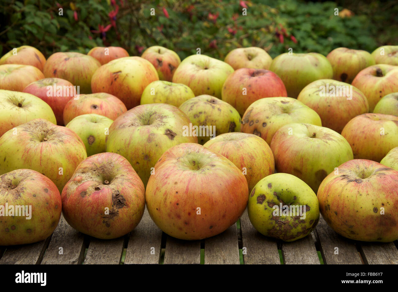 Organic cooking apples, a larger, tarter tasting cultivar of the fruit tree “Malus domestica, on a wooden garden table. England, United Kingdom. Stock Photo