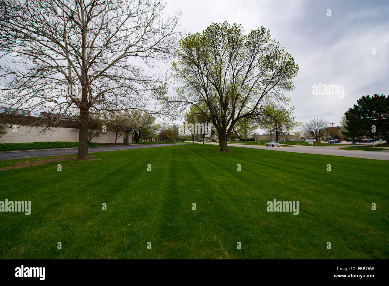 Budding trees hires stock photography and images Alamy