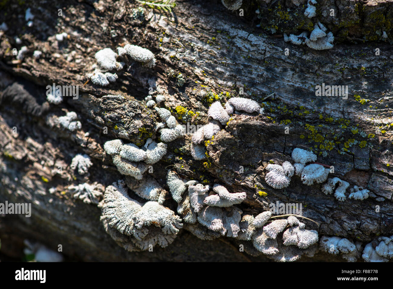 An unknown fungus growing on a fallen log in the forest with spotty ...