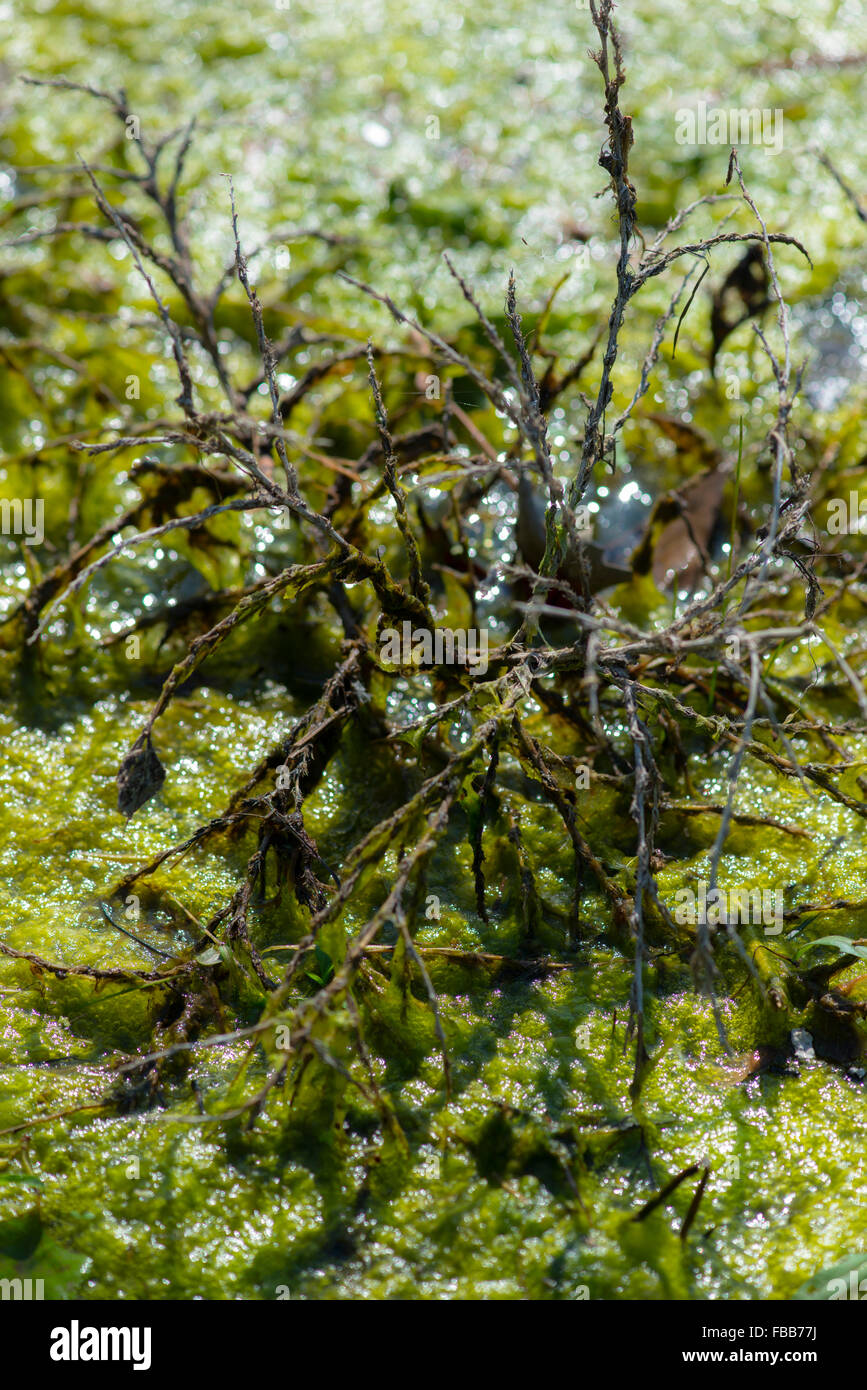 A small  sickly looking plant grows from underneath a thick bubbly algae bloom Stock Photo