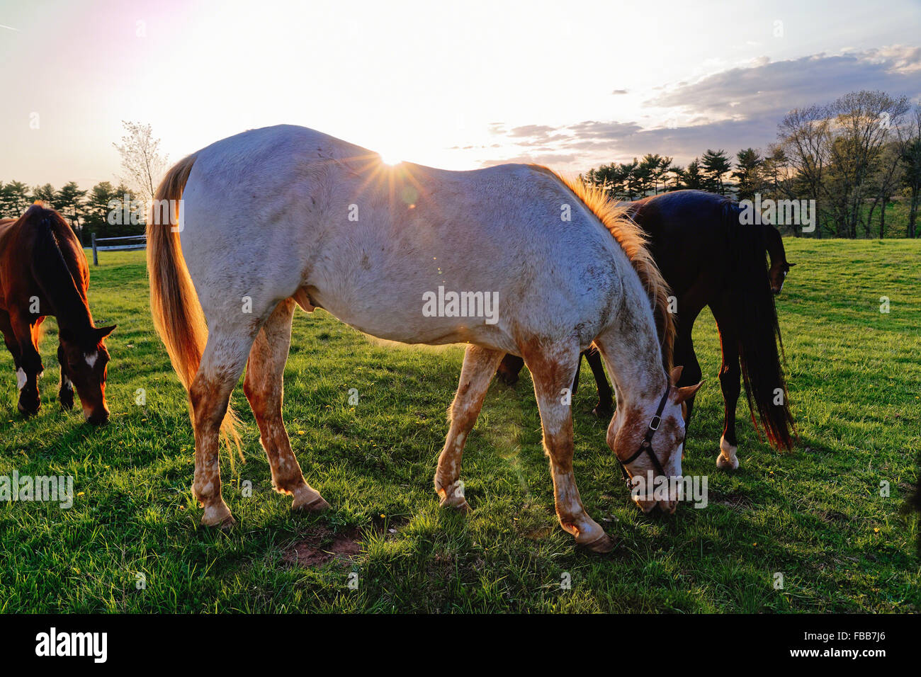 Close Up View of Horses Grazing in a Field, Tewksbury, New Jersey Stock Photo