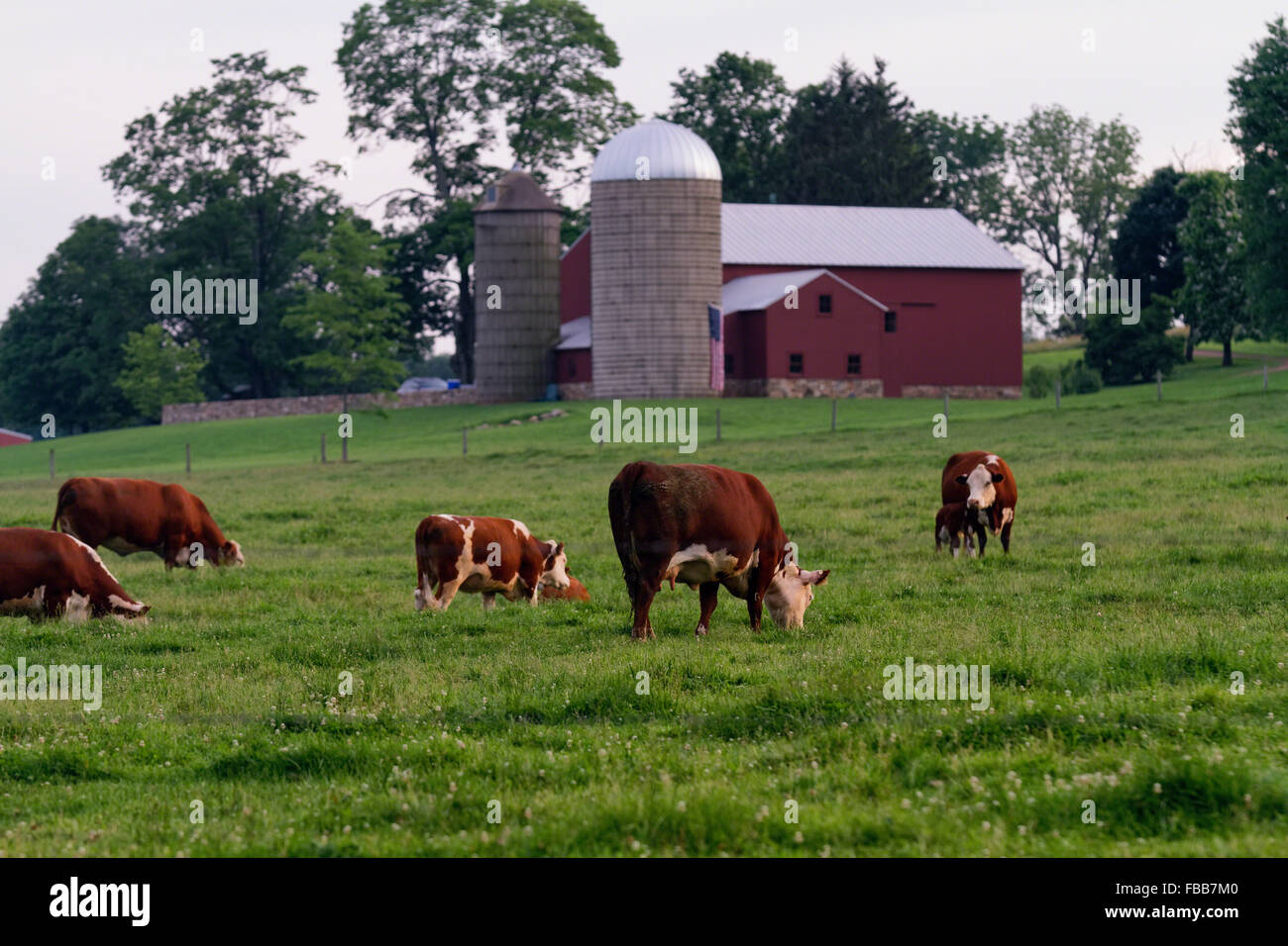 Cattle Grazing on a New Jersey Farm, Tewksbury, Hunterdon County, New Jersey Stock Photo