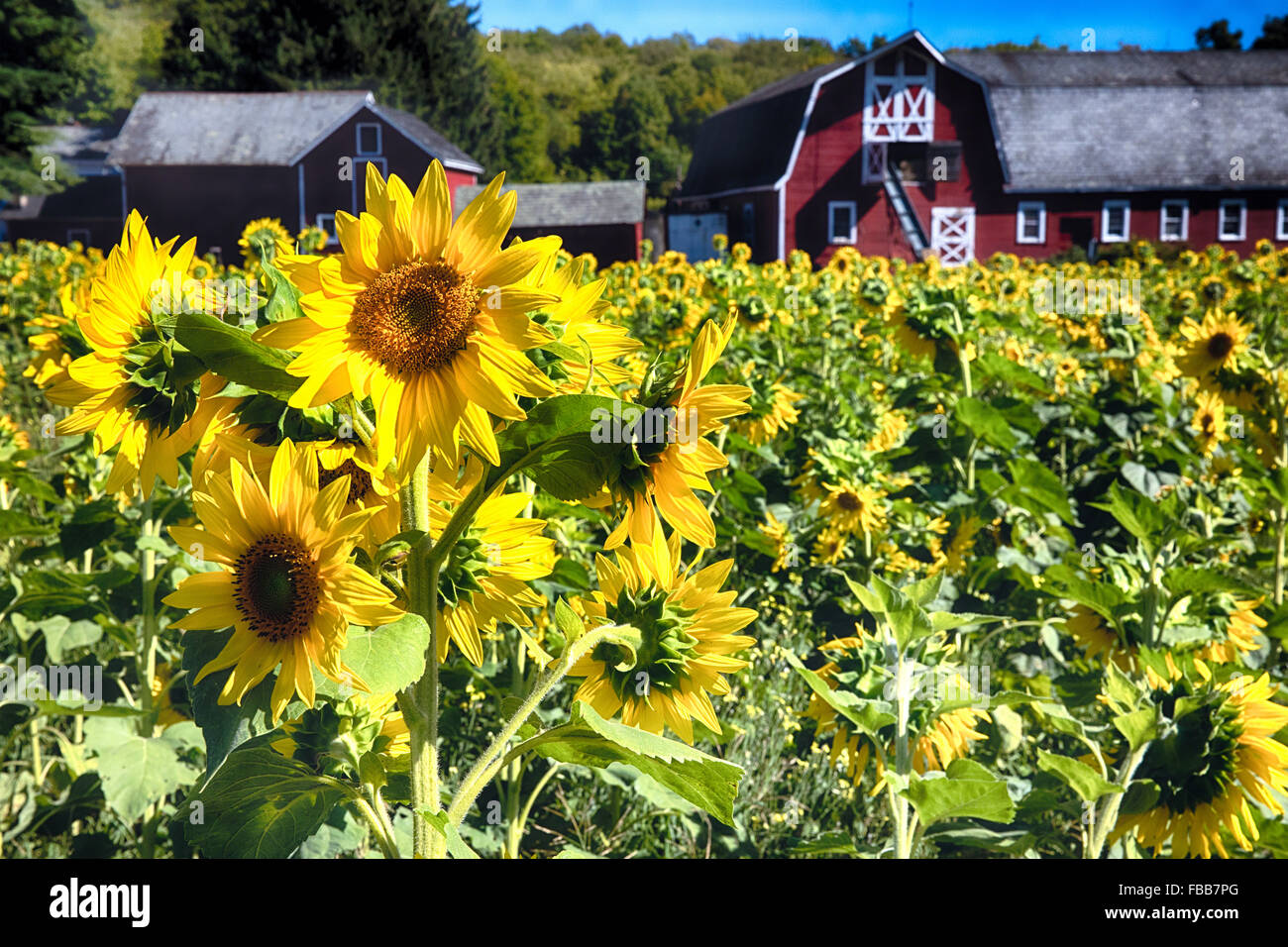 Close Up View of Sunflowers in a Filed with a Red Barn in the Background, Sparta, Sussex County, New Jersey Stock Photo