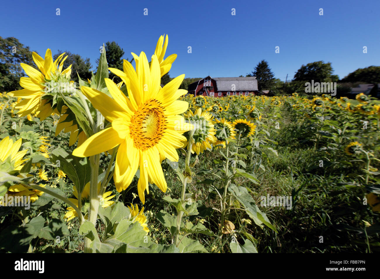 Close Up View of a Sunflower in a Filed with a Red Barn in The background, Sparta, Sussex County, New Jersey Stock Photo