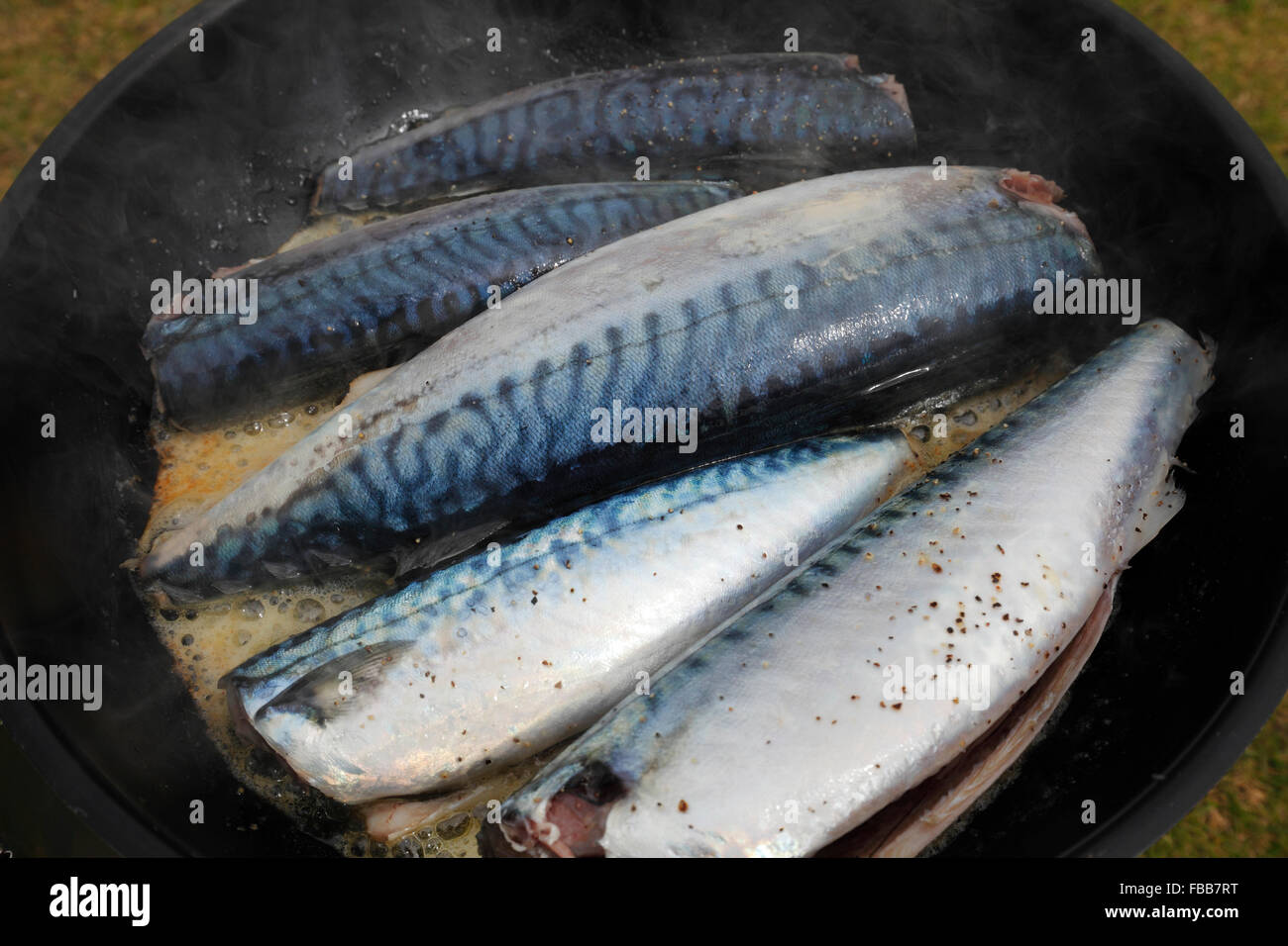 frying mackerels with butter in a pan; mackerel caught at the Atlantic coast of West-Ireland Stock Photo